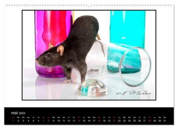 CALVENDO Wandkalender Ratte Ouille (Calendrier supérieur 2023 DIN A2 horizontal)