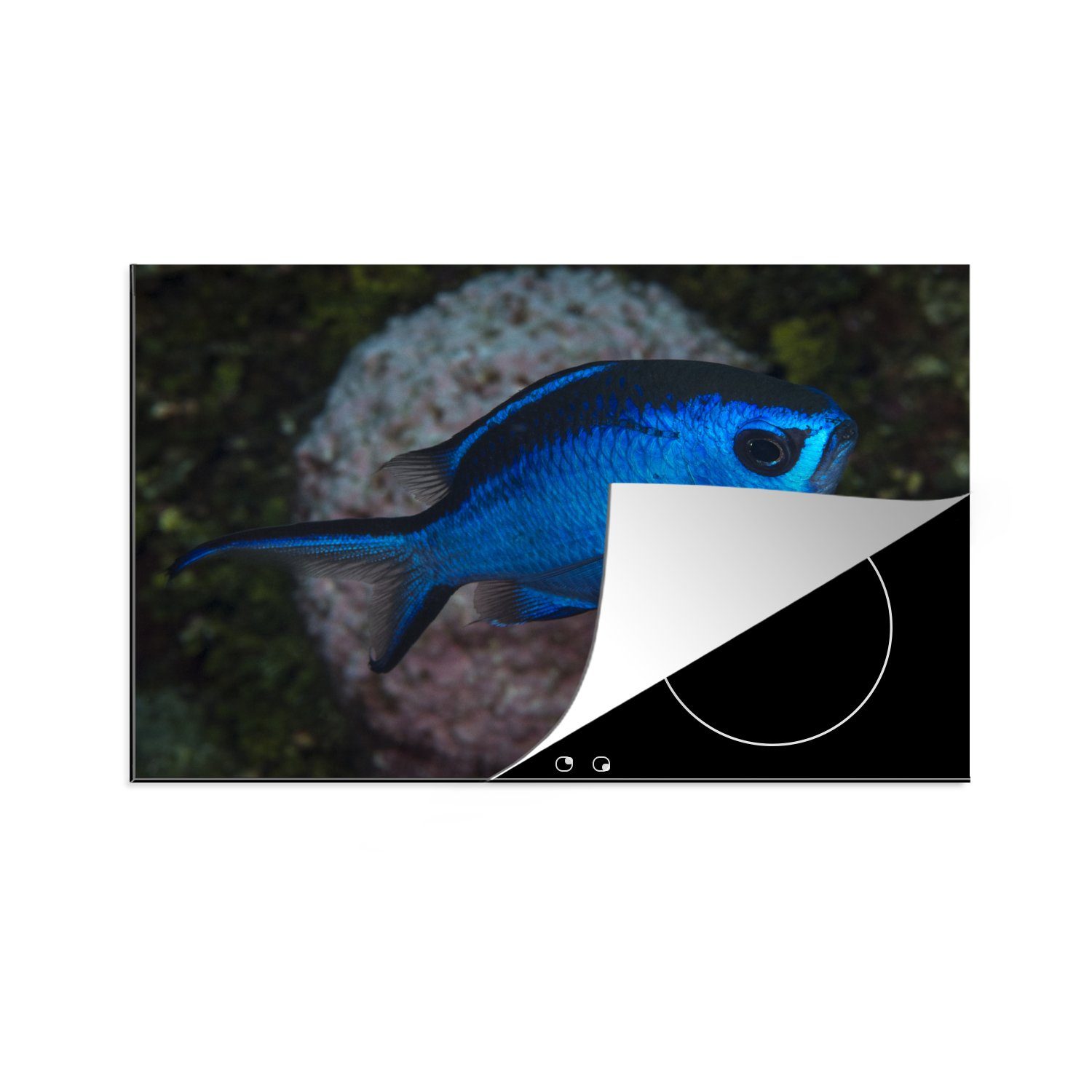 MuchoWow Herdblende-/Abdeckplatte Blauer Fisch, Vinyl, (1 tlg), 81x52 cm, Induktionskochfeld Schutz für die küche, Ceranfeldabdeckung