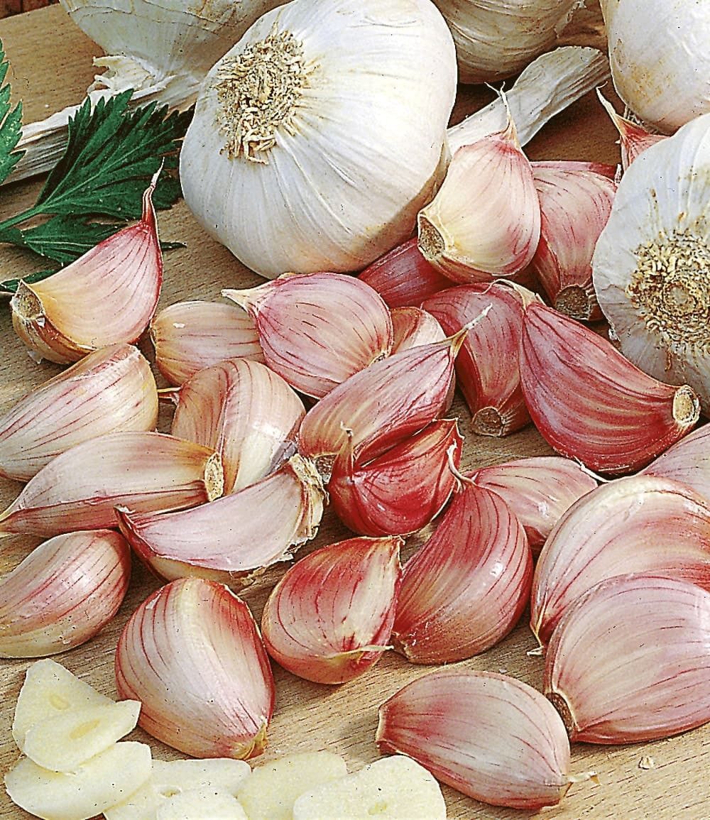 BALDUR Garten Gemüsepflanze Pflanz-Knoblauch, 3 St., Echter Knoblauch, Setz-Knoblauch, pflegeleicht