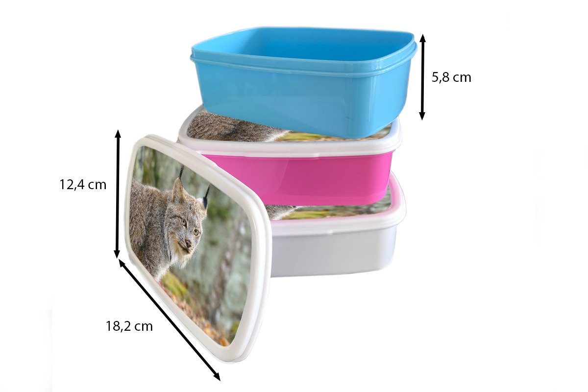 Lunchbox und für Kinder - - für Mädchen Jungs weiß und Brotdose, Luchs MuchoWow Wald Brotbox Grau, Erwachsene, (2-tlg), Kunststoff,