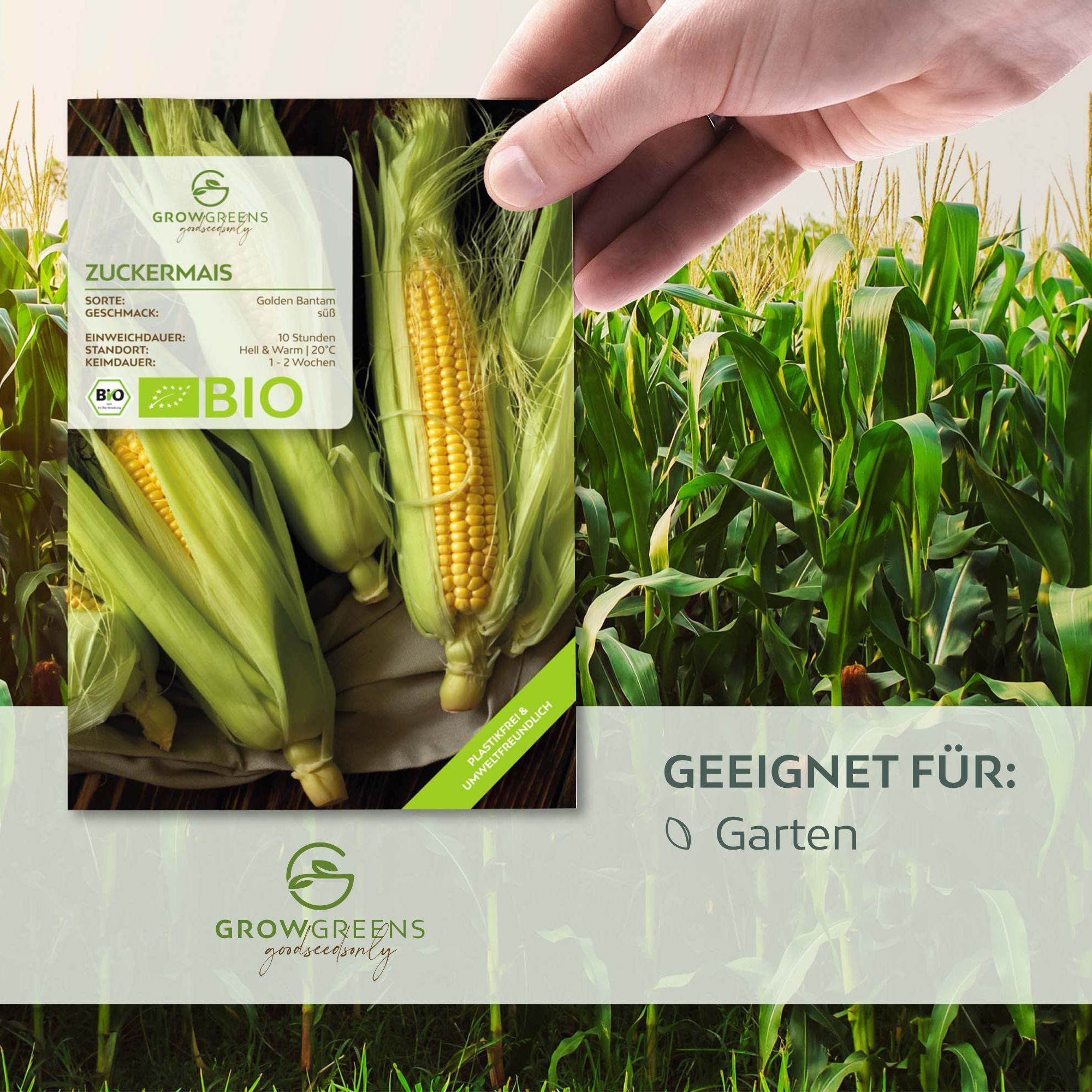 Growgreens Gemüsesamen BIO Zuckermais Samen (Golden Bantam) - Mais Saatgut günstig online kaufen