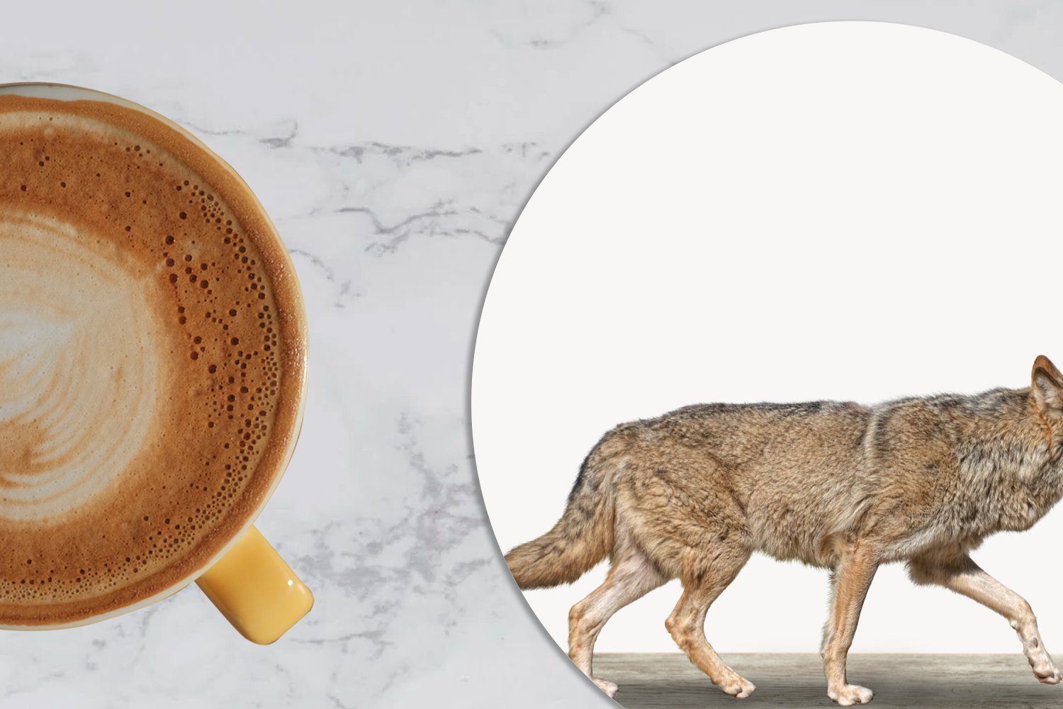 Becher MuchoWow Getränkeuntersetzer, Wolf Jungen Zubehör - 6-tlg., - Korkuntersetzer, Gläser, - Kinder, Glasuntersetzer Tassenuntersetzer, für - Tiere Weiß Tasse,