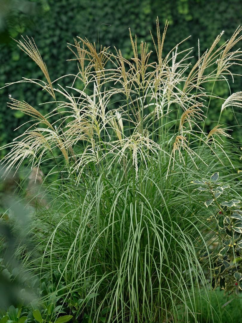 Pflanzen für Dich Травы Miscanthus sinensis Hermann Müssel, 1 St., Chinaschilf, Silberfedergras, silbrig, aufrecht