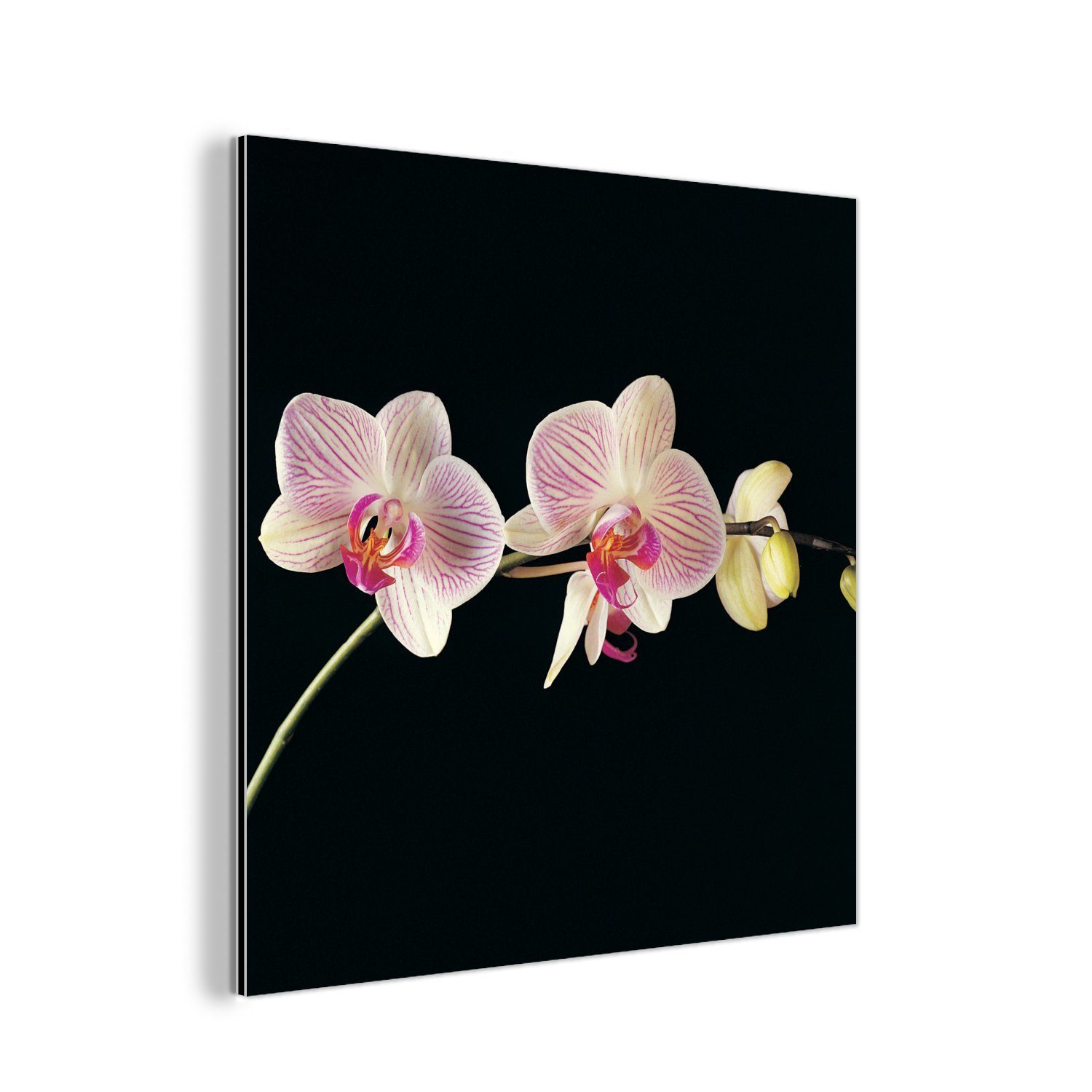 MuchoWow Metallbild Orchidee - Blumen - Schwarz - Rosa - Knöpfe, (1 St), Alu-Dibond-Druck, Gemälde aus Metall, Aluminium deko