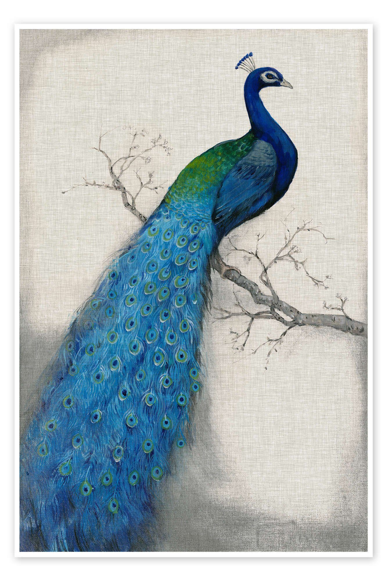 Posterlounge Poster Tim O'Toole, Blauer Pfau I, Wohnzimmer Orientalisches Flair Malerei