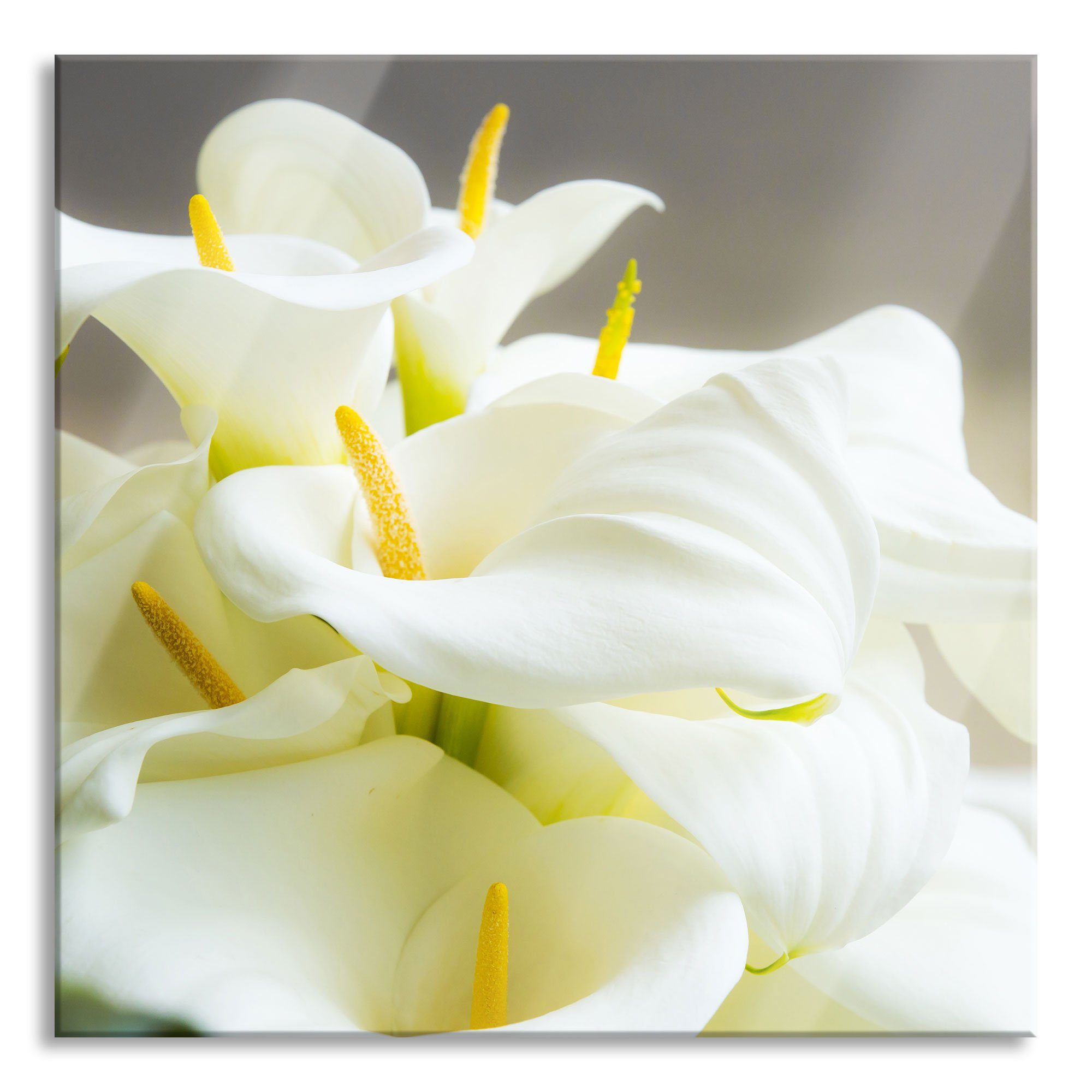 Pixxprint Glasbild Wunderschöne weiße Calla Lilien, Wunderschöne weiße Calla Lilien (1 St), Glasbild aus Echtglas, inkl. Aufhängungen und Abstandshalter