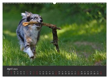 CALVENDO Wandkalender Australian Shepherd - Augenblicke (Premium, hochwertiger DIN A2 Wandkalender 2023, Kunstdruck in Hochglanz)
