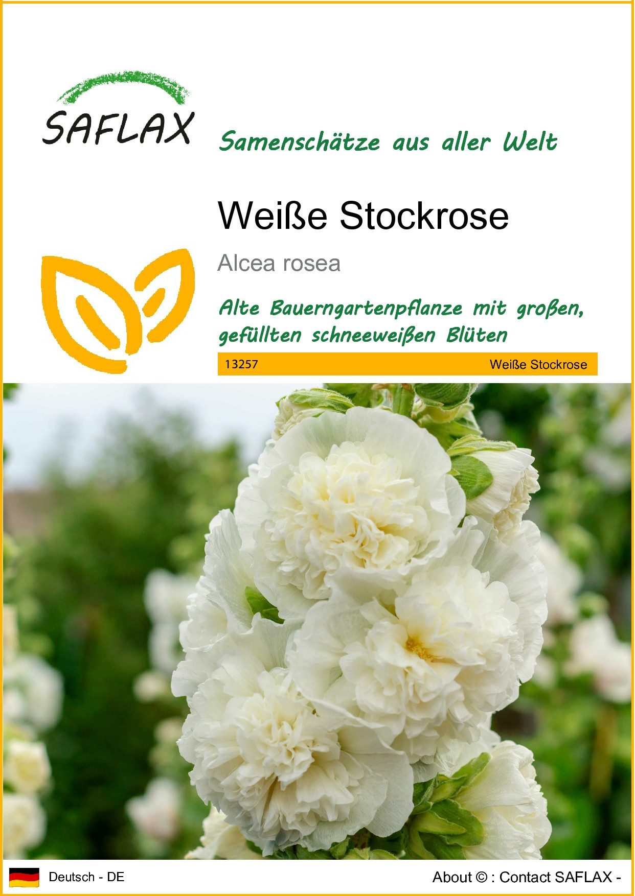 SAFLAX Blumensamen SAFLAX - Samen - Weiße Stockrose