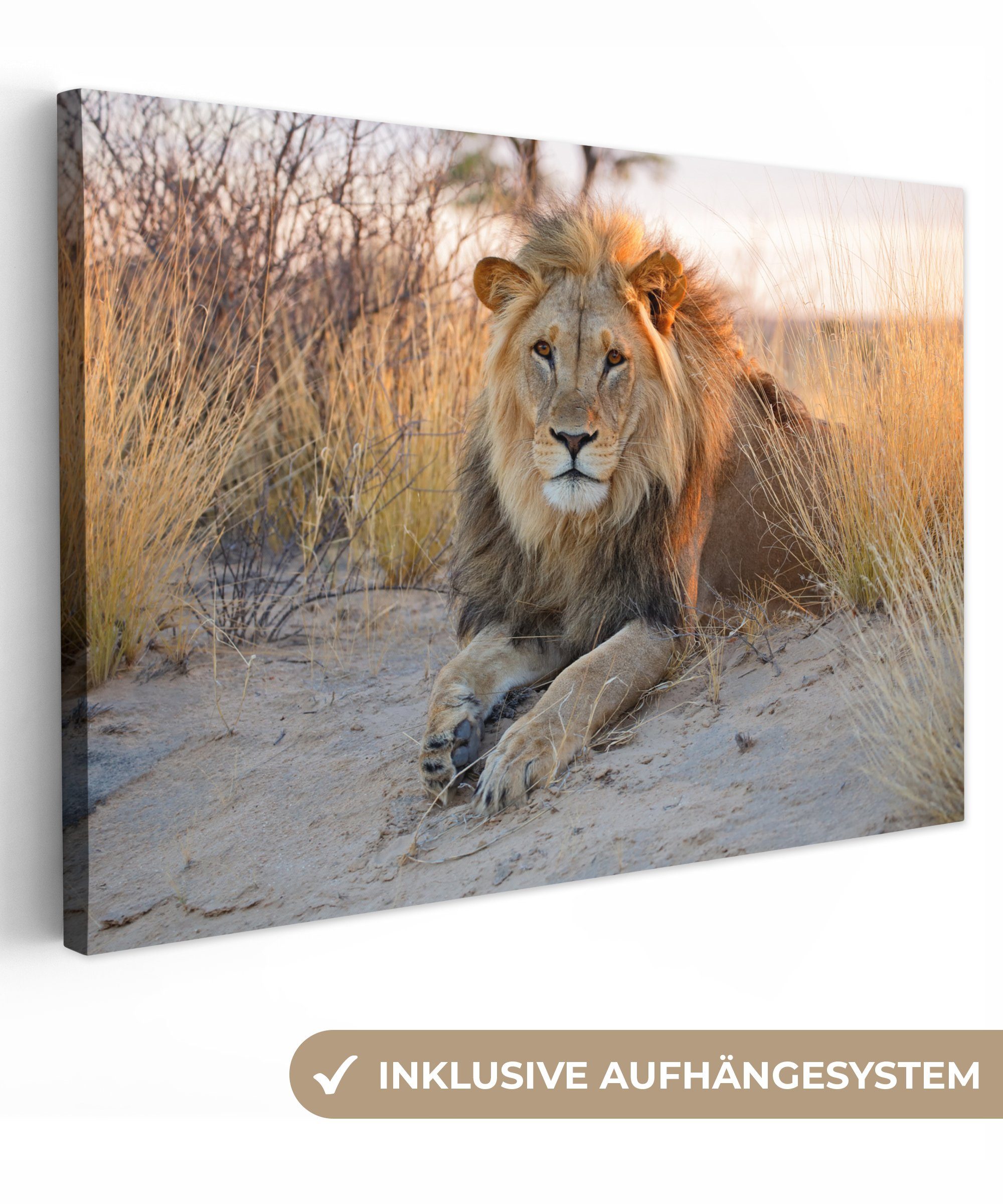OneMillionCanvasses® Leinwandbild Löwe - Morgen - günstig online kaufen