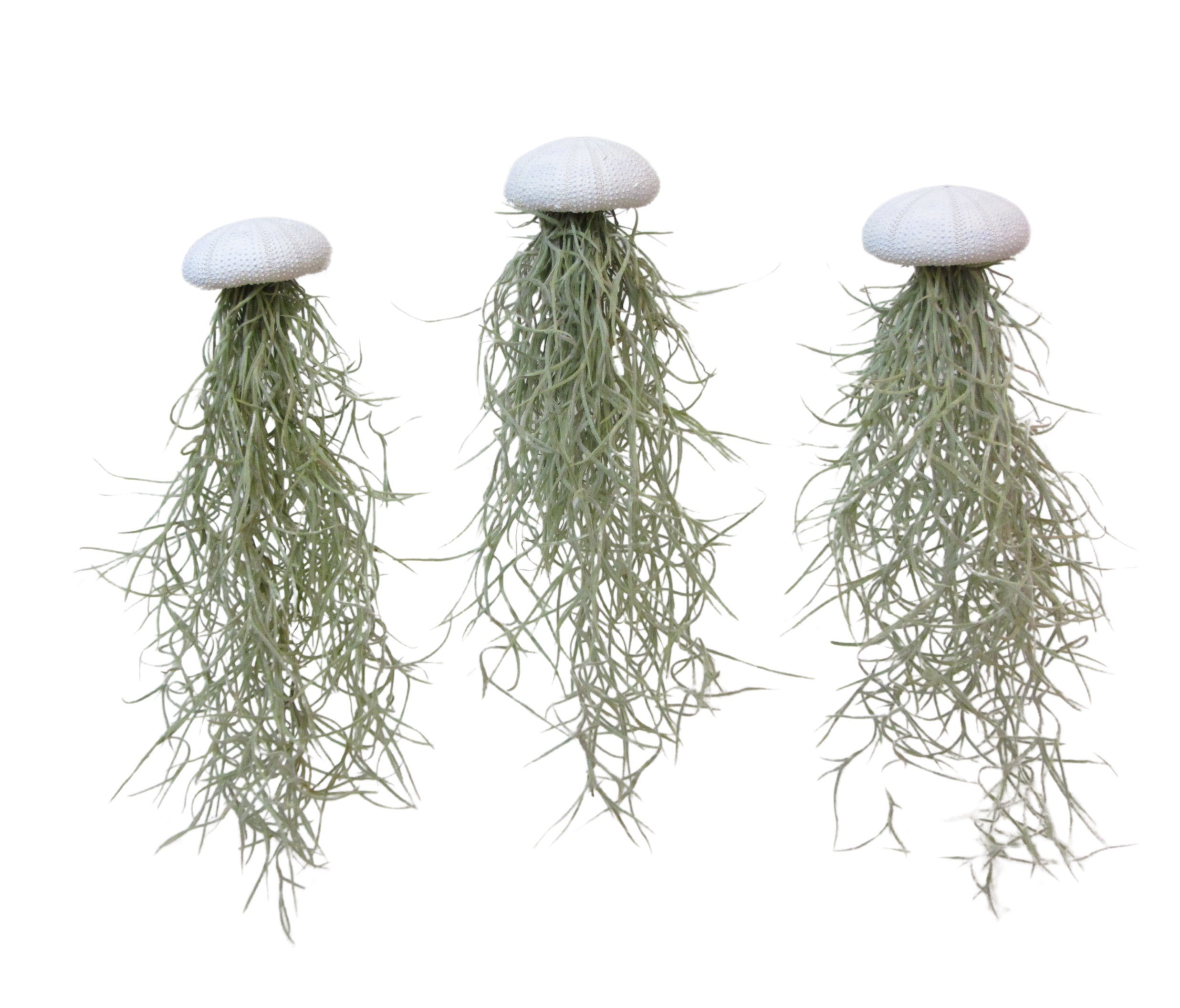 meinvipshop Hängedekoration 3er Set Seeigelgehäuse Alfonso weiß mit Tillandsie spanisch Moos (Set, 3 St., 3er Set)