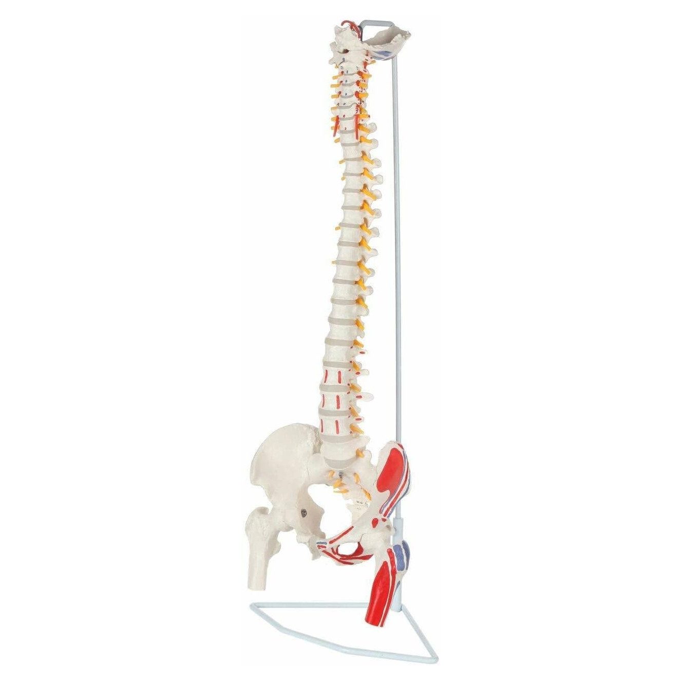 Cranstein Scientific Dekoobjekt Wirbelsäule Anatomie Modell lebensgroß Oberschenkelstümpfen & Muskelm