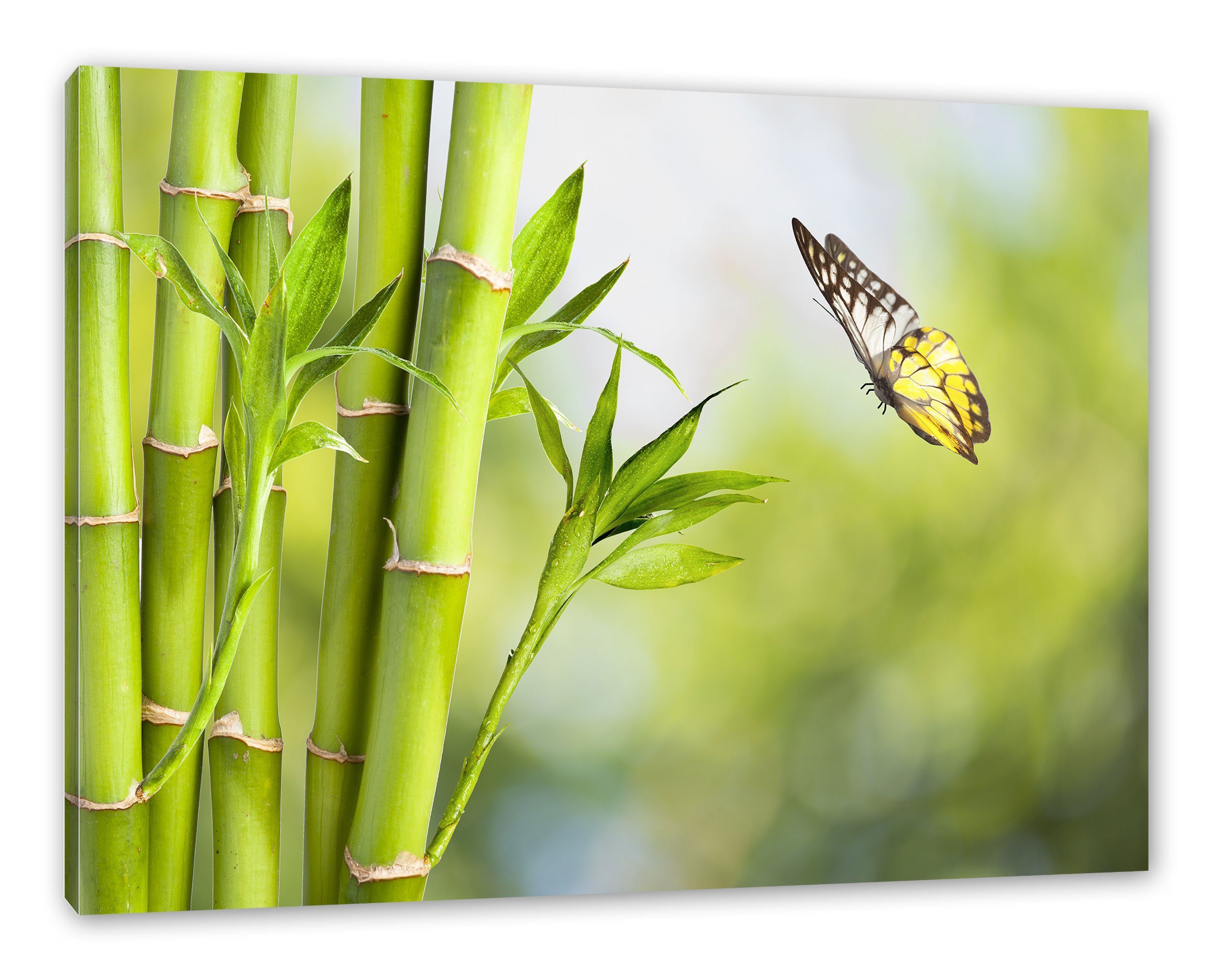 Pixxprint Leinwandbild Bambus mit Schmetterling, Bambus mit Schmetterling (1 St), Leinwandbild fertig bespannt, inkl. Zackenaufhänger