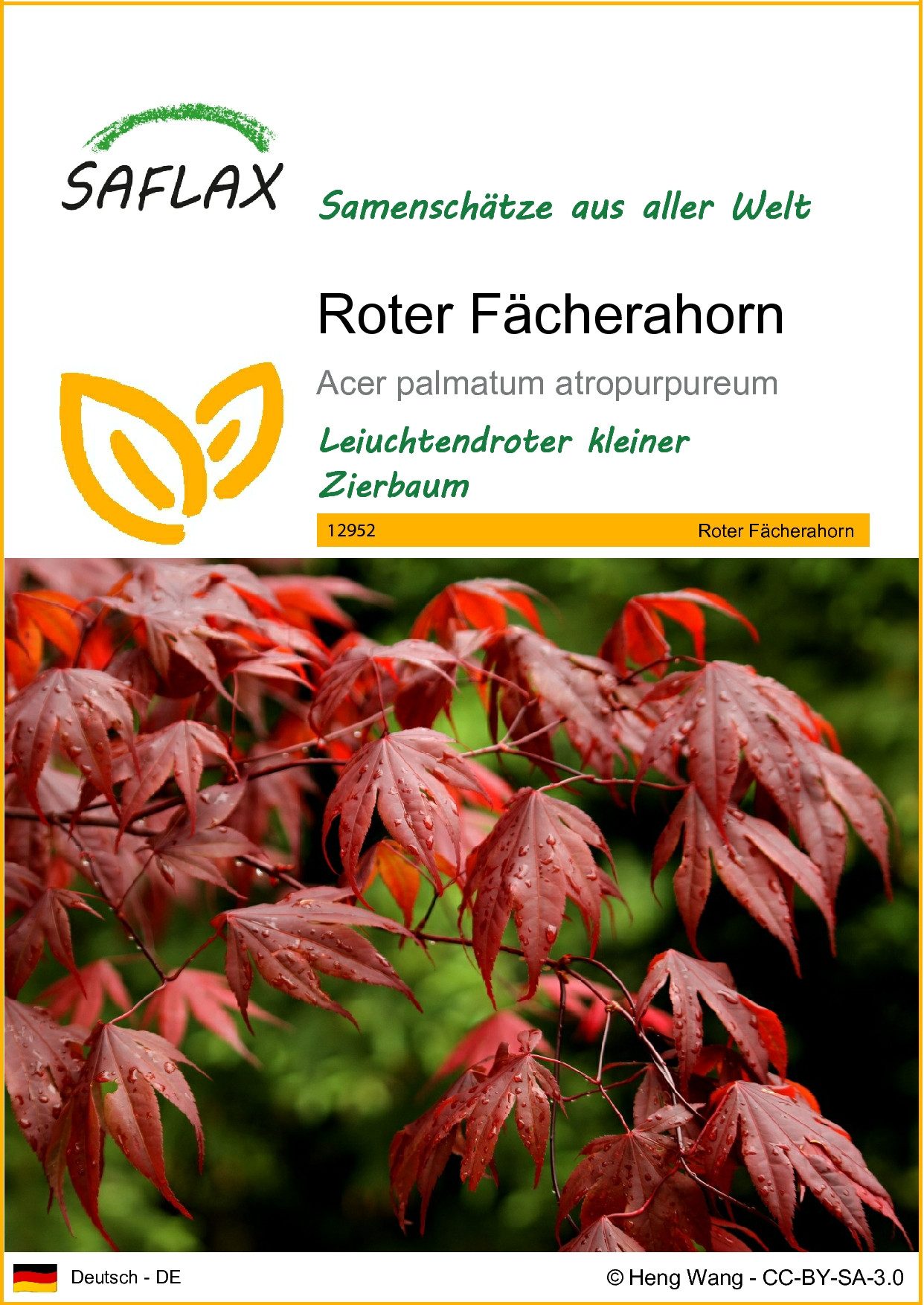 SAFLAX Blumensamen SAFLAX - Samen - Roter Fächerahorn