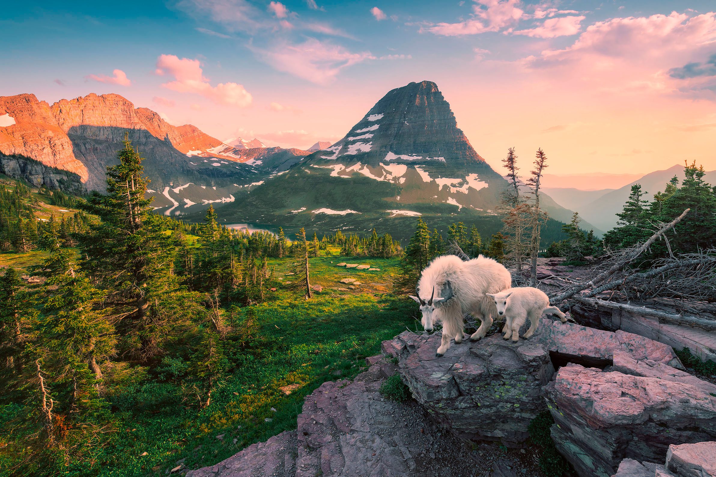 Ravensburger Puzzle Almbock mit Baby, 3000 Puzzleteile, Made in Germany günstig online kaufen