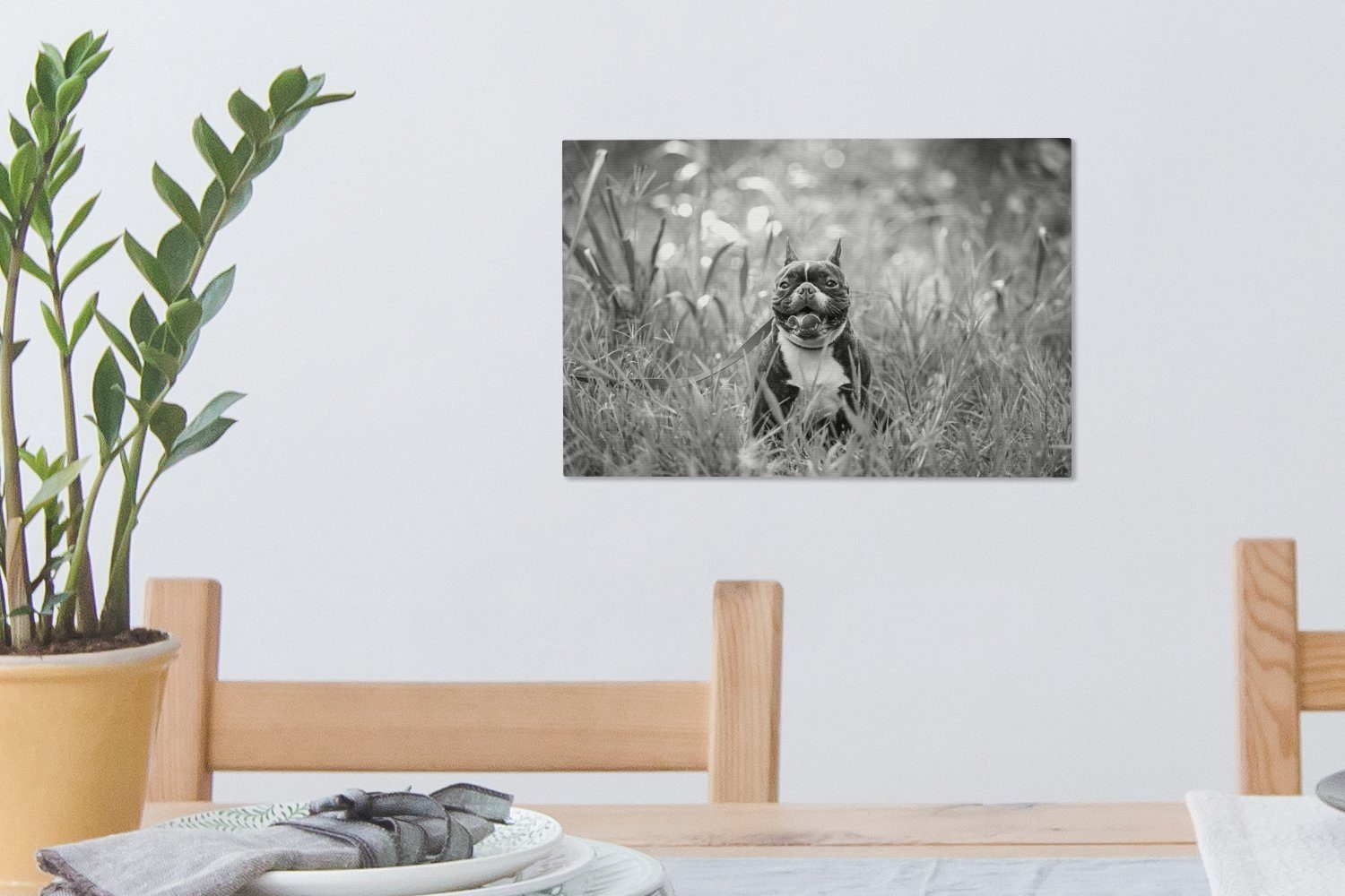 - (1 hohen Leinwandbild Bulldogge Gras im Aufhängefertig, Französische schwarz 30x20 und Wanddeko, Leinwandbilder, cm weiß, OneMillionCanvasses® St), Wandbild