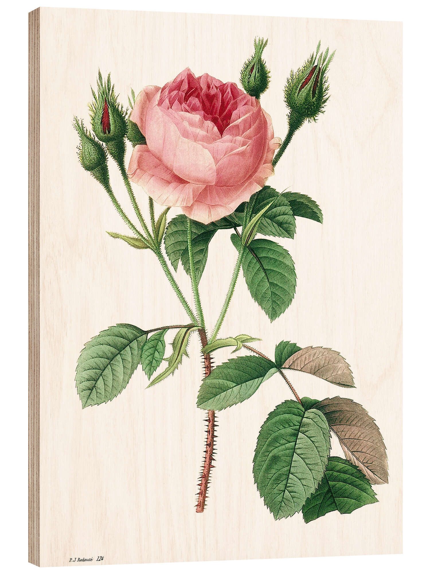 Posterlounge Wandbild Moosrose (Rosa muscosa), Pierre Joseph Redouté, erhältlich als Poster, Leinwandbild, Wandsticker oder Acrylglasbild