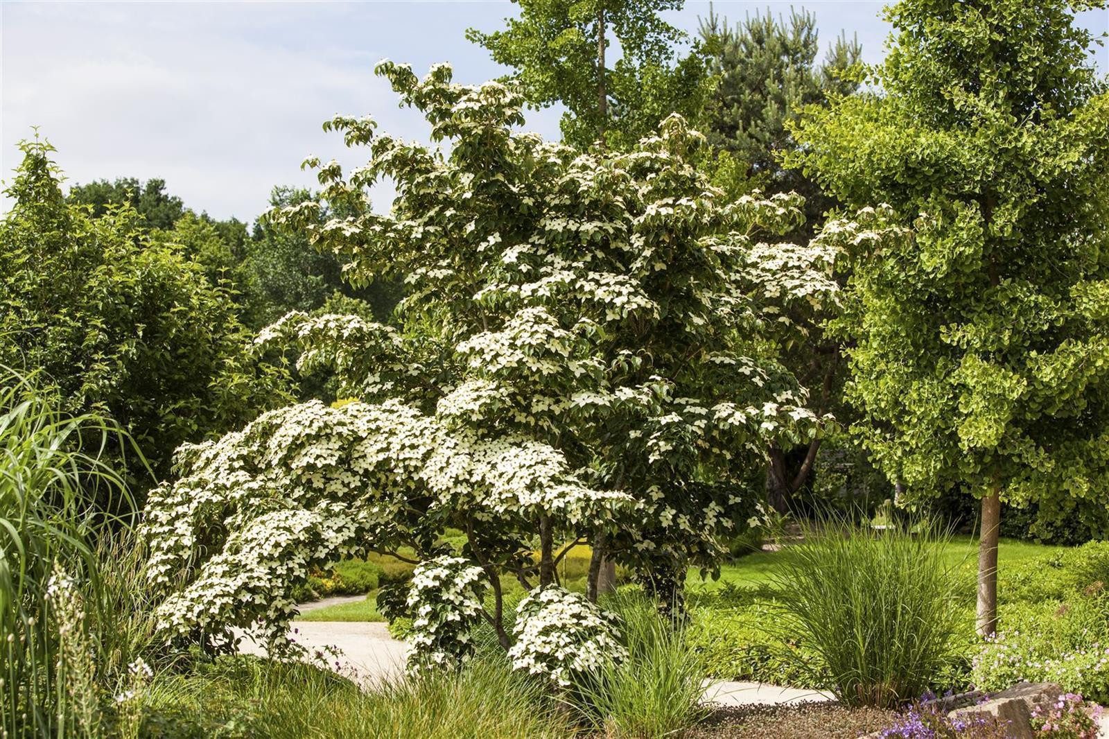 Pflanzen für Dich Gehölze Cornus kousa Wieting's Select, 1 St., Japanischer Blumen-Hartriegel, Chinesischer Blumen-Hartriegel – Bild 3 von 5