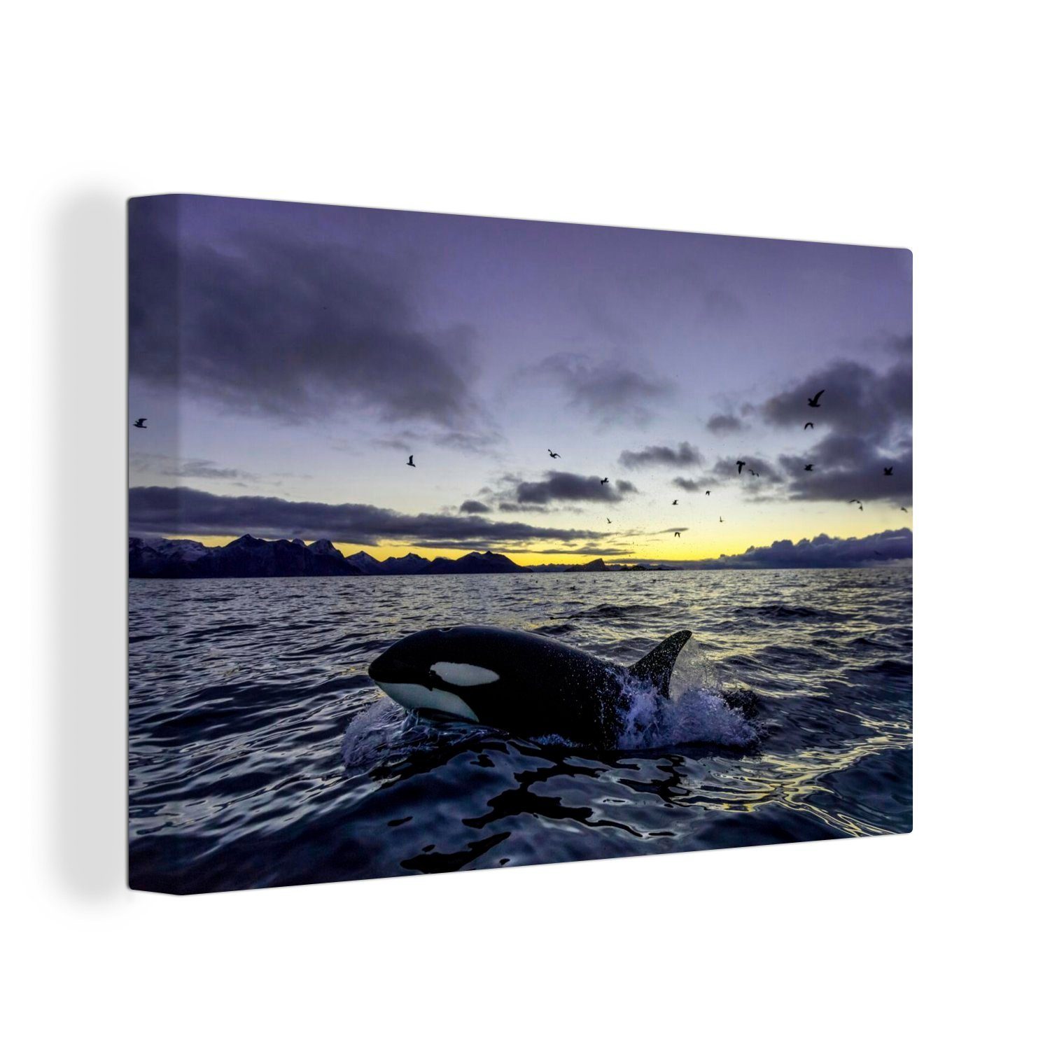 OneMillionCanvasses® Leinwandbild Orca bei Sonnenaufgang, (1 St), Wandbild für alle Wohnbereiche, Gemälde, XXL, großes, 120x80 cm