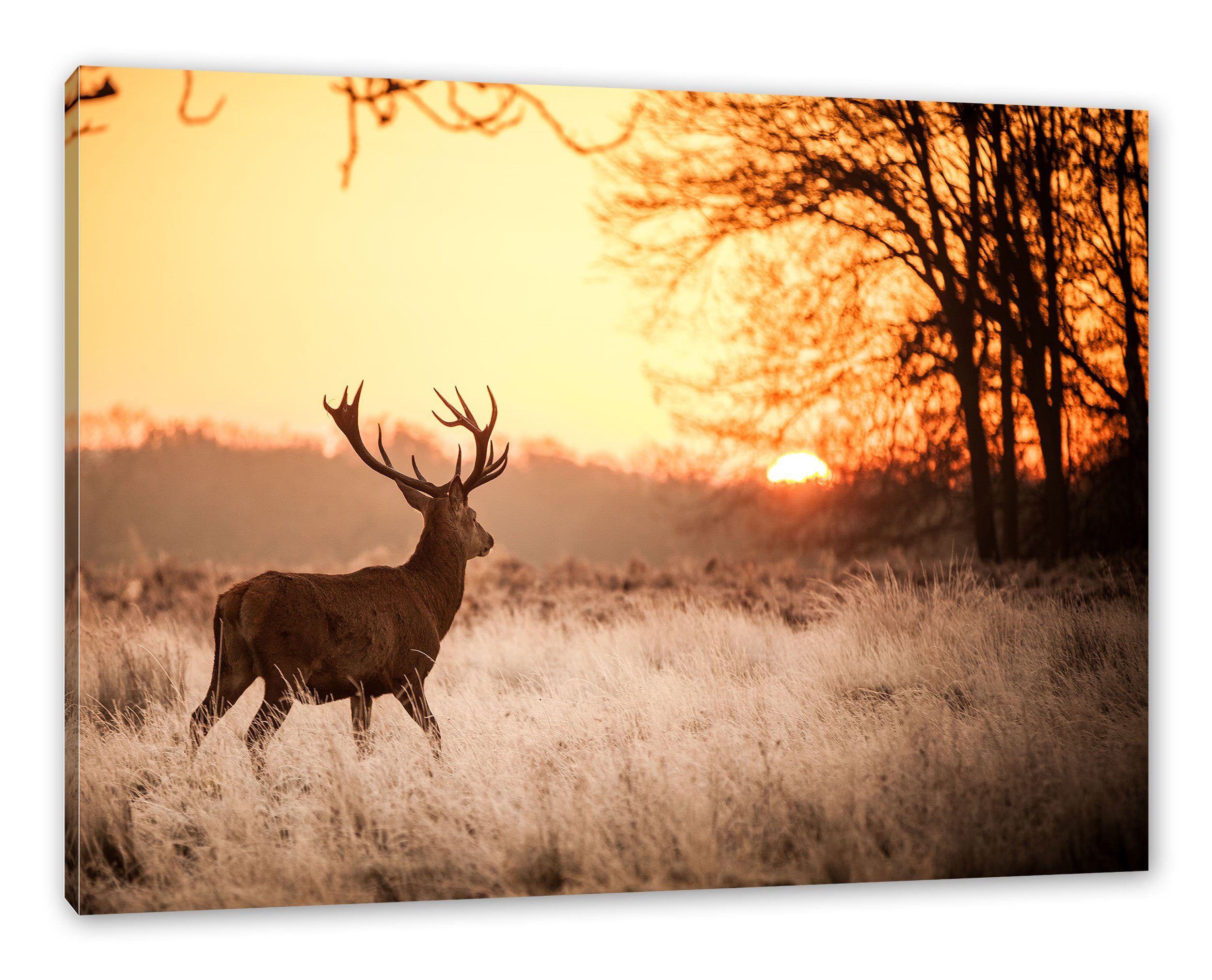 Pixxprint Leinwandbild Hirsch im Sonnenuntergang, Hirsch im Sonnenuntergang günstig online kaufen