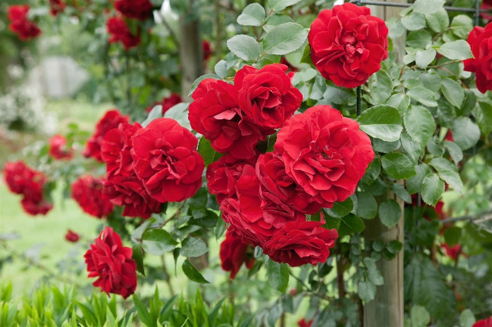 Pflanzen für Dich Rose Rosa Amadeus