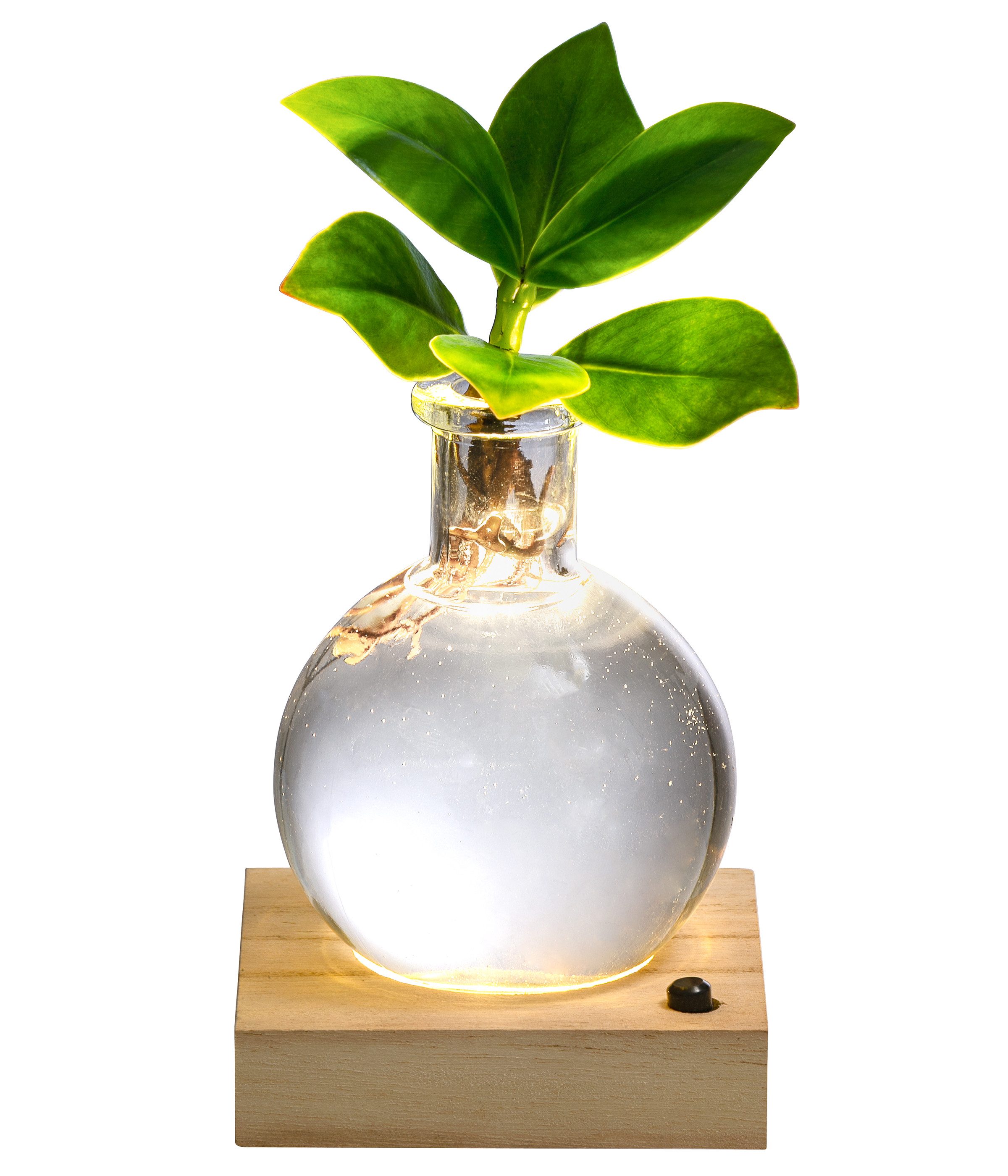 Dehner Zimmerpflanze Waterplant Balsamapfel Princess, Clusia rosea, Ø 7 cm, Höhe 20 cm, Wasserpflanze im Kugelglas, mit LED-Beleuchtung