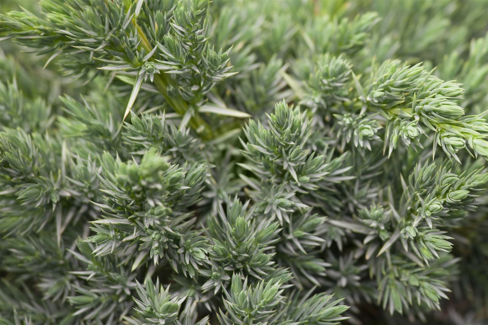 Pflanzen für Dich Konifere Juniperus communis Meyer, 1 St., Gemeiner Wacholder, Wacholder, blaugrün, frosthart