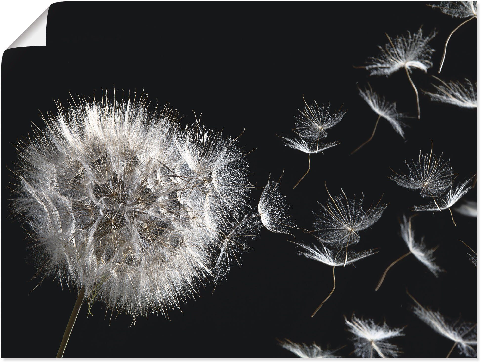 Artland Wandbild Pusteblume, Blumenbilder (1 Leinwandbild, oder in Poster Alubild, St), Größen als versch. Wandaufkleber