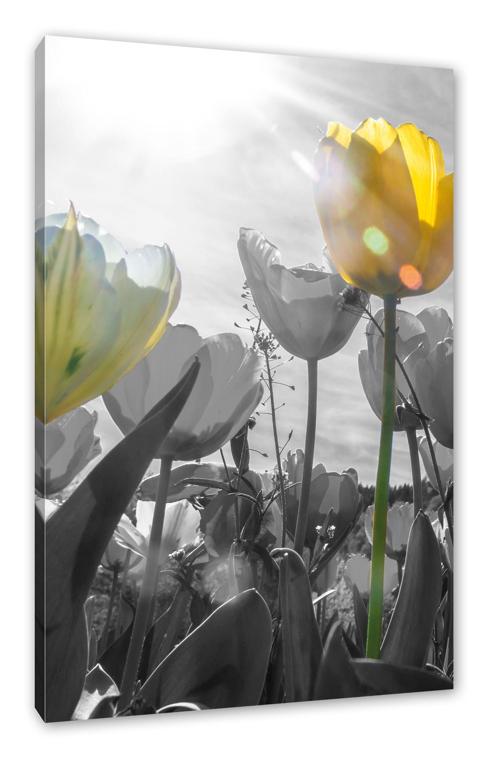 Leinwandbild wunderschöne (1 Tulpenwiese Leinwandbild Pixxprint inkl. Zackenaufhänger St), schwarz/weiß Tulpenwiese wunderschöne bespannt, schwarz/weiß, fertig