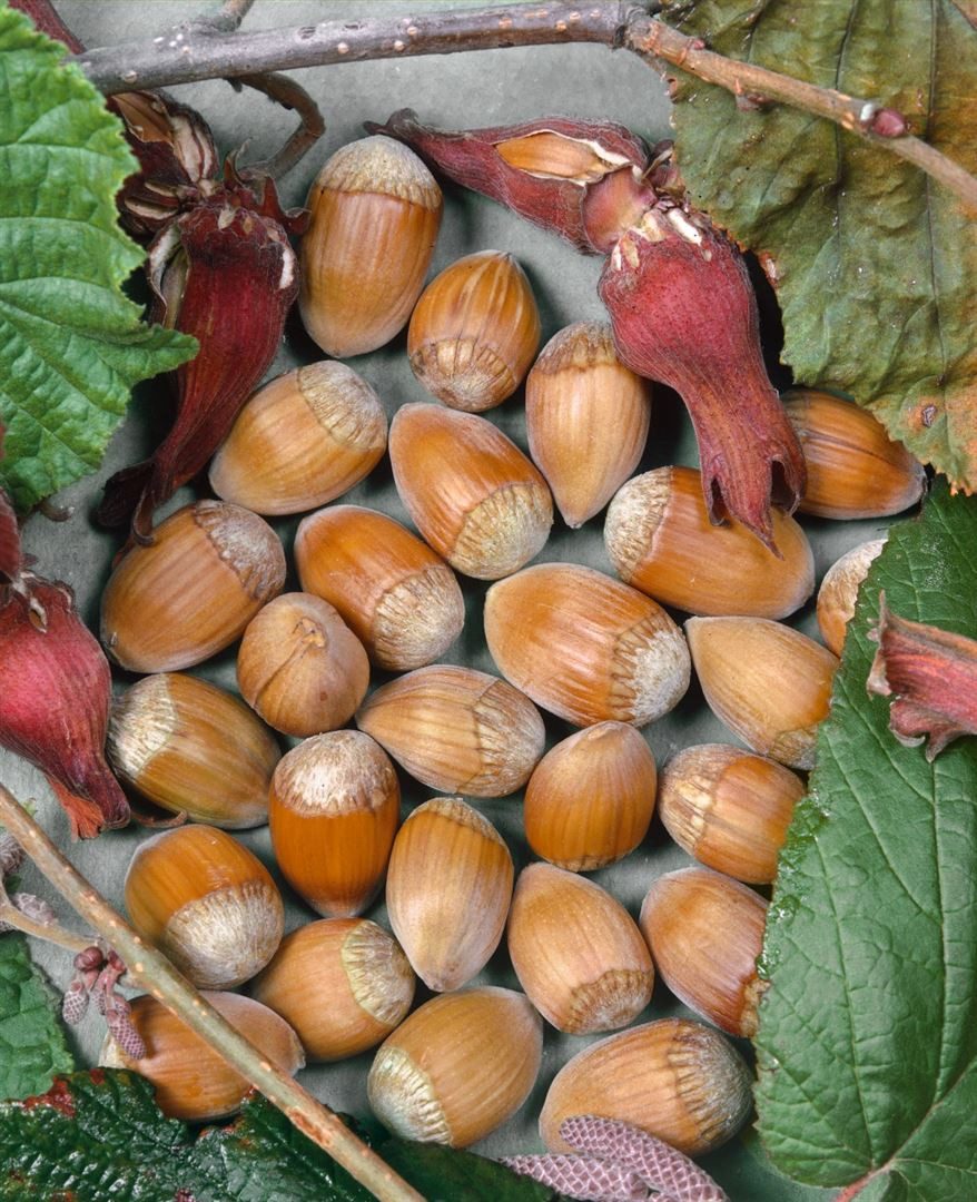 Pflanzen für Dich Gehölze Corylus avellana Webbs Preisnuß, 1 St., Haselnuss, Gemeine Hasel, Webbs Preisnuss