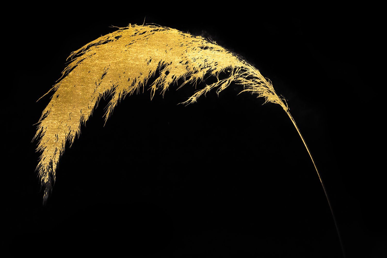 Acrylglasbild Blattgold Goldveredelung, Leonique Acrylbilder veredelt, mit St), Gras Handgearbeitet, Gerahmt, Pampas - (1 Edel