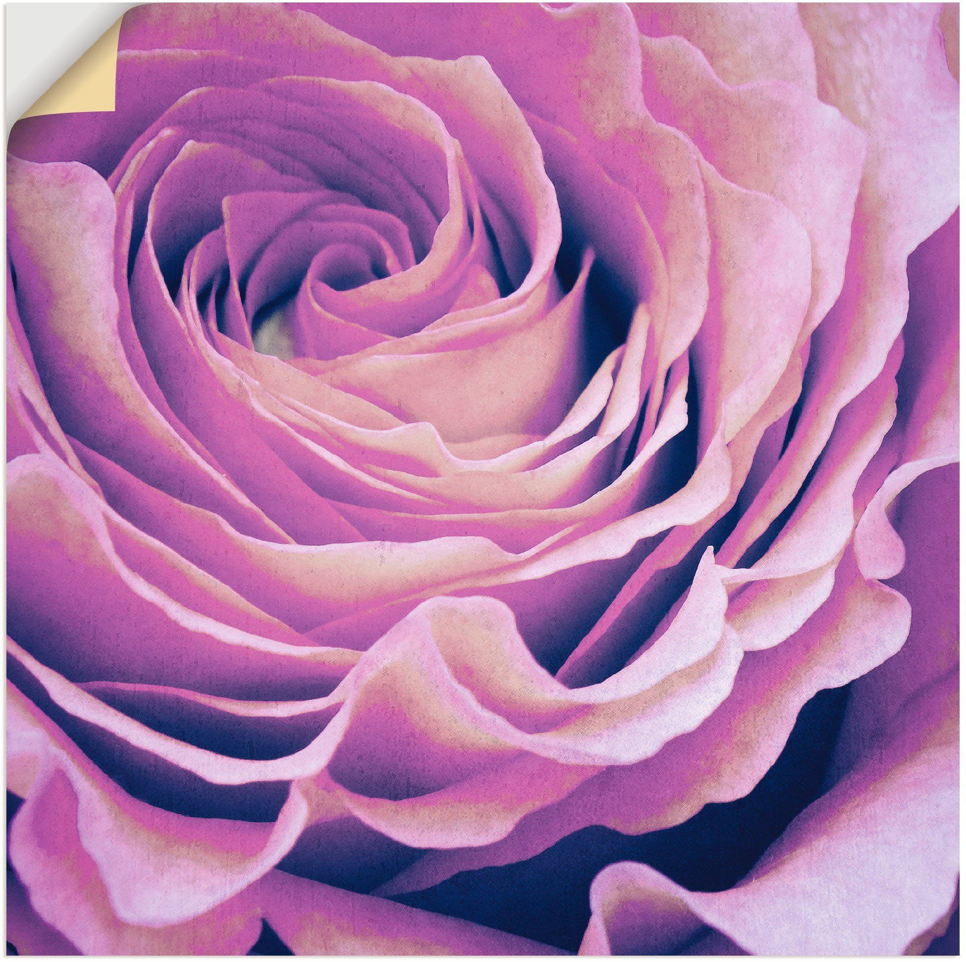 Artland Wandbild Lila Rose, Blumen als in versch. Wandaufkleber (1 Poster Leinwandbild, Alubild, St), Größen oder