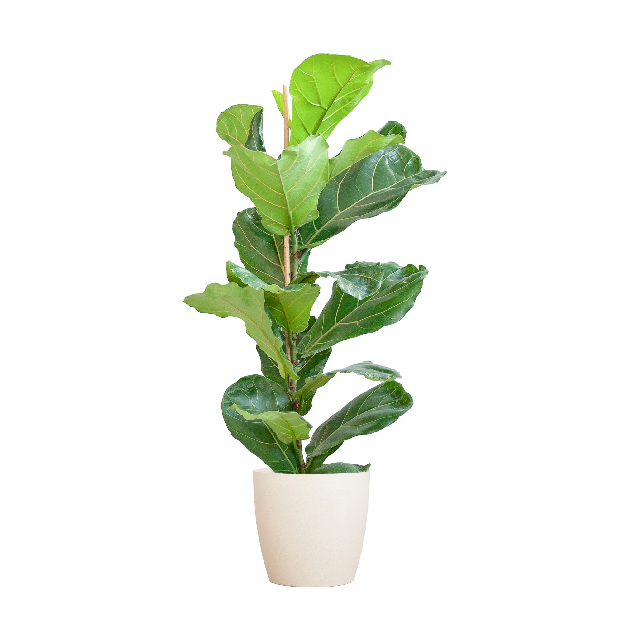 Florora Zimmerpflanze Ficus Lyrata – 80 cm