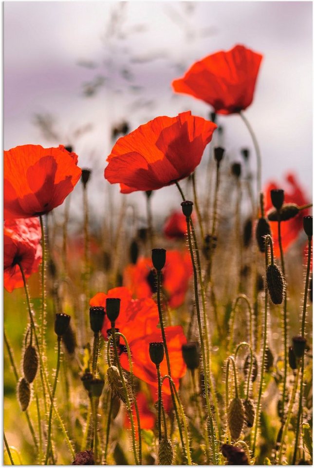 im (1 Größen Wandbild Alubild, Mohnblumen Artland Morgenlicht, Wandaufkleber in Poster Leinwandbild, als Blumenwiese versch. St), oder