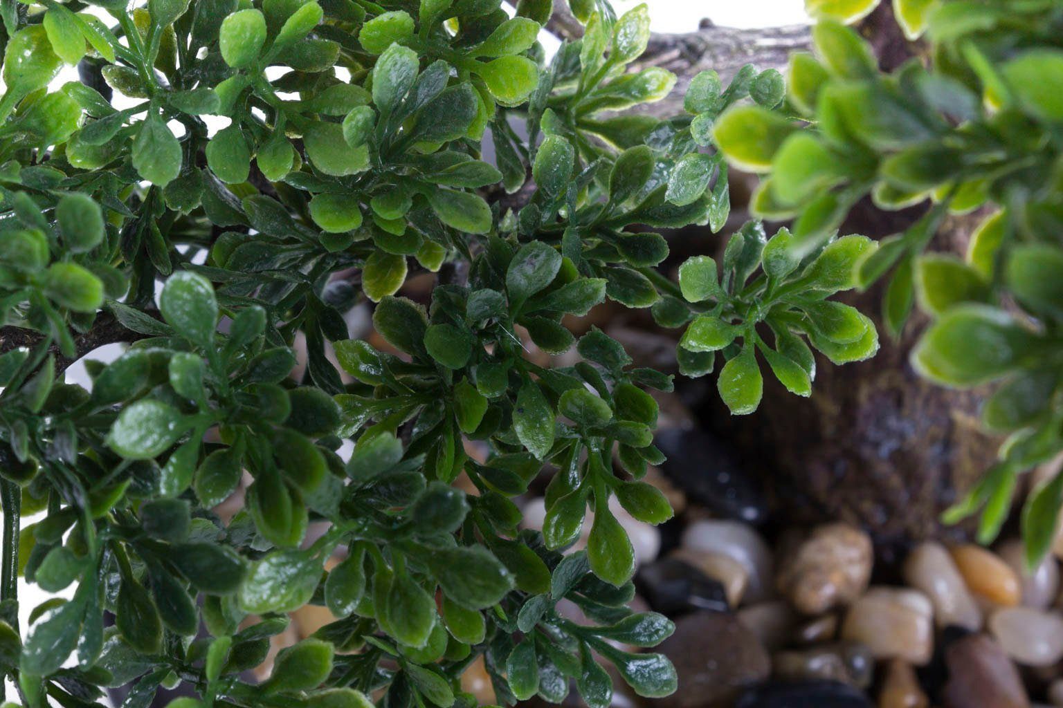 Kunstbonsai Ficus Bonsai Ficus, Botanic-Haus, Höhe günstig online kaufen