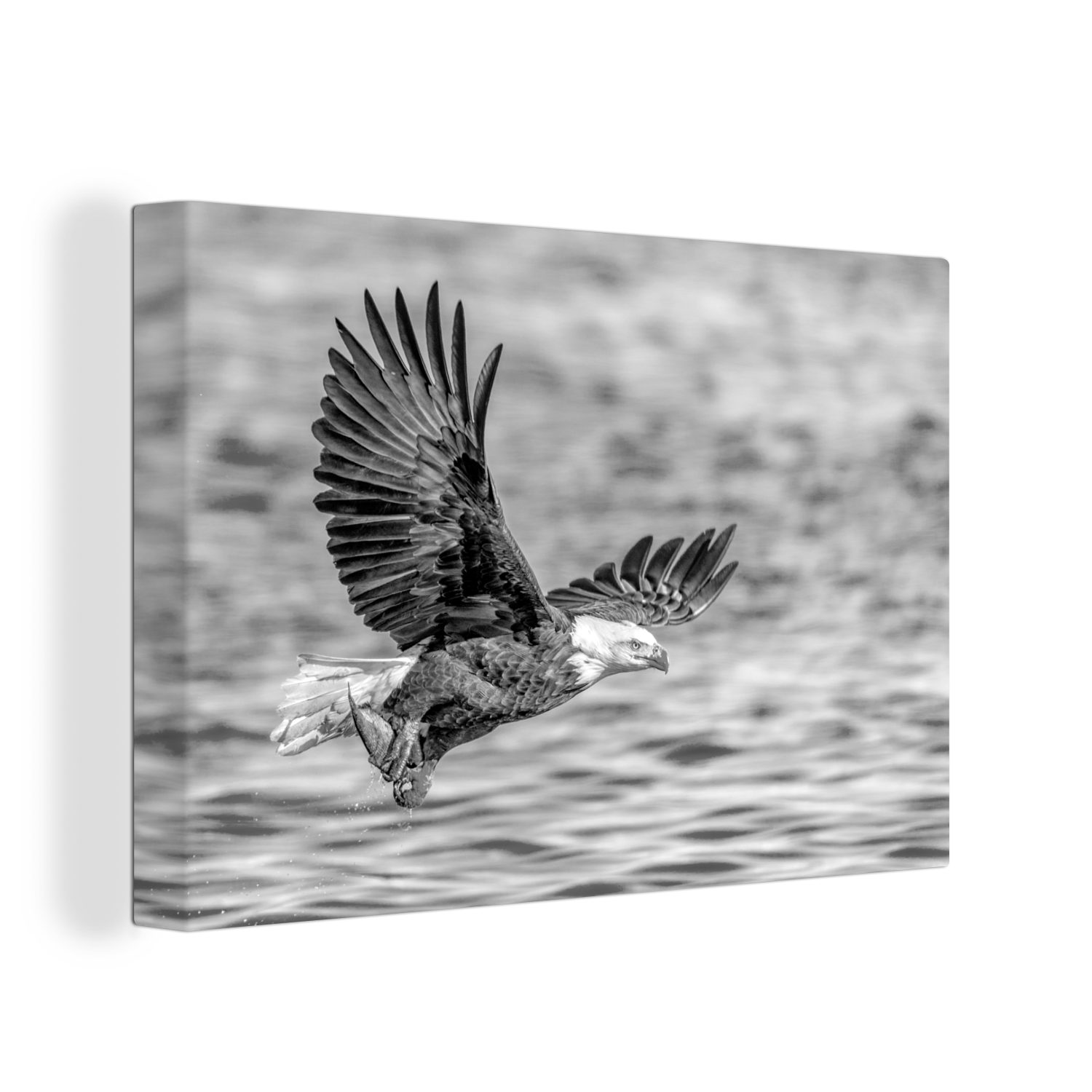OneMillionCanvasses® Leinwandbild Raubvogel auf der Jagd mit einem Fisch - schwarz und weiß, (1 St), Wandbild Leinwandbilder, Aufhängefertig, Wanddeko, 30x20 cm