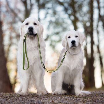 Schecker Schleppleine FOURSEASON - Schleppleine - Übungsleine für Hunde, Nylon (1-tlg), superweich und langlebig