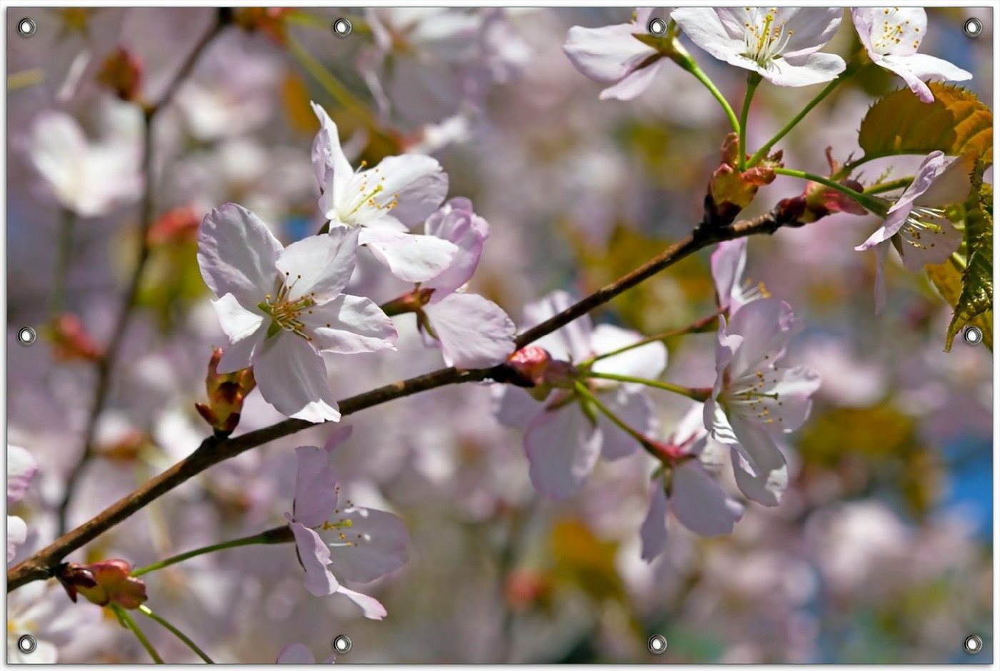 Thumbnail - Wallario Sichtschutzzaunmatten Kirschblüten in zartem Rosa - Frühling im Garten, rund