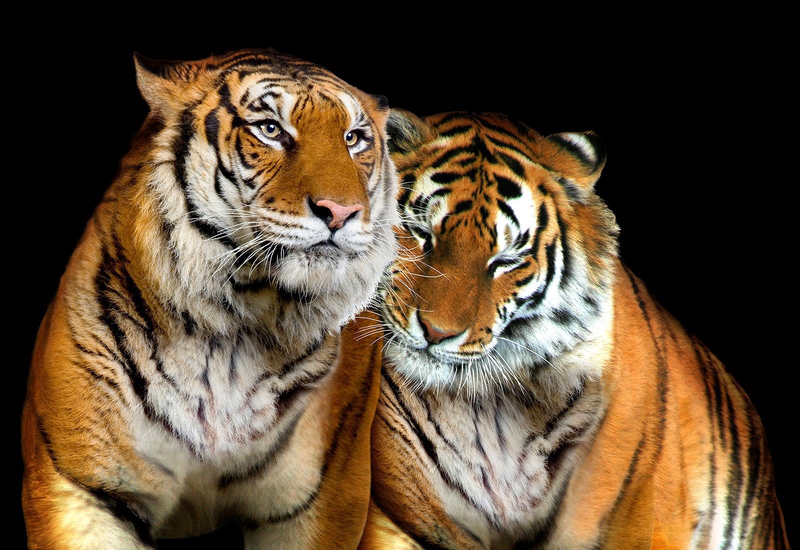 Wallarena Fototapete Tiger Tiere Natur Vlies Wohnzimmer Schlafzimmer Wandtapete 152x104 cm, Glatt, Tier, Vliestapete inklusive Kleister