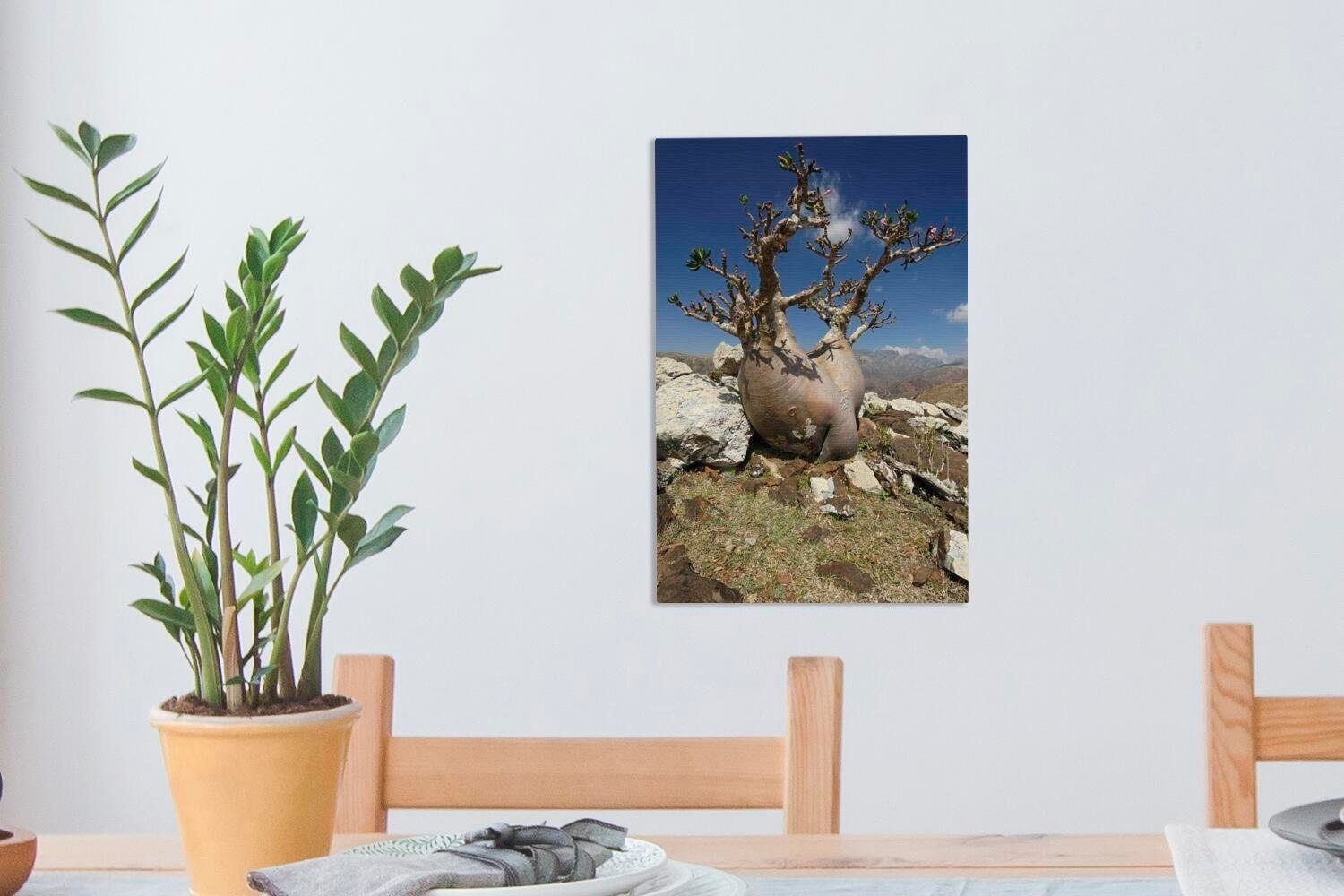 Zackenaufhänger, 20x30 Leinwandbild Leinwandbild Asien, Insel Wüstenrose Sokotra bespannt cm (1 Gemälde, St), der OneMillionCanvasses® fertig auf in inkl.
