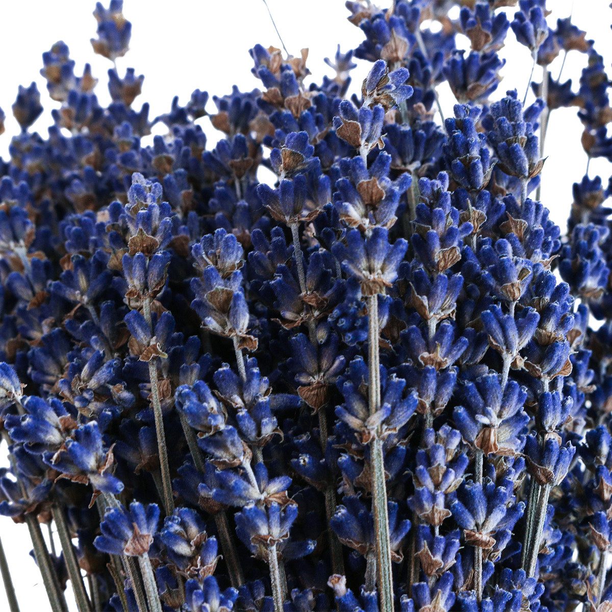 Trockenblume Getrockneter Lavendelstrauß Deko Trockenblume Blau günstig online kaufen