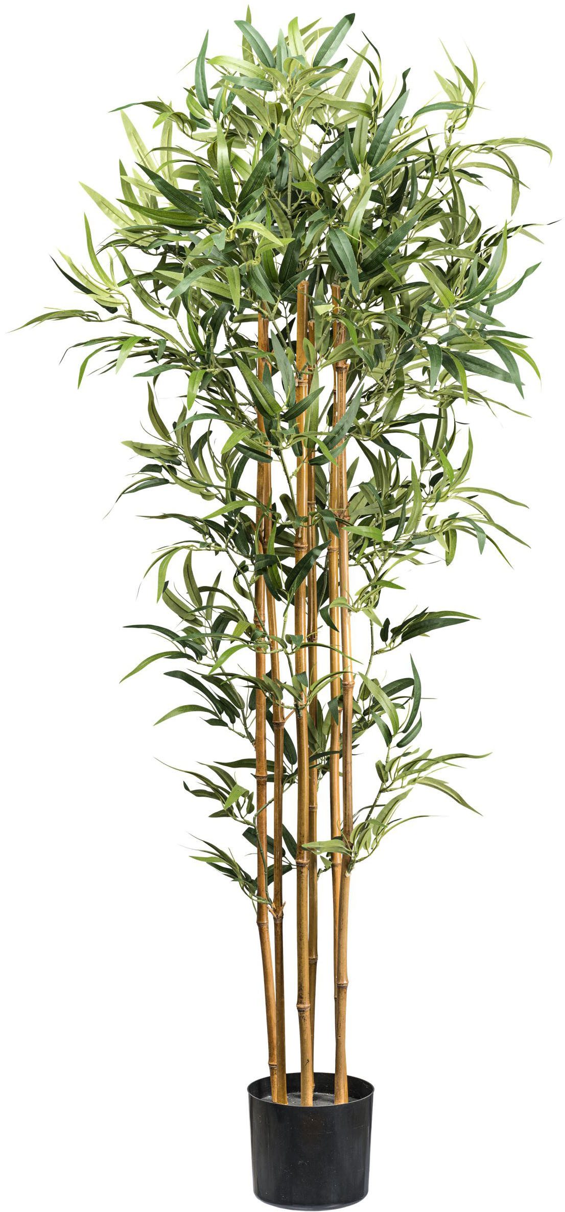 Kunstbaum Bambus Ficus Benjamini, Creativ green, Höhe 155 cm, mit echten Bambusstäben