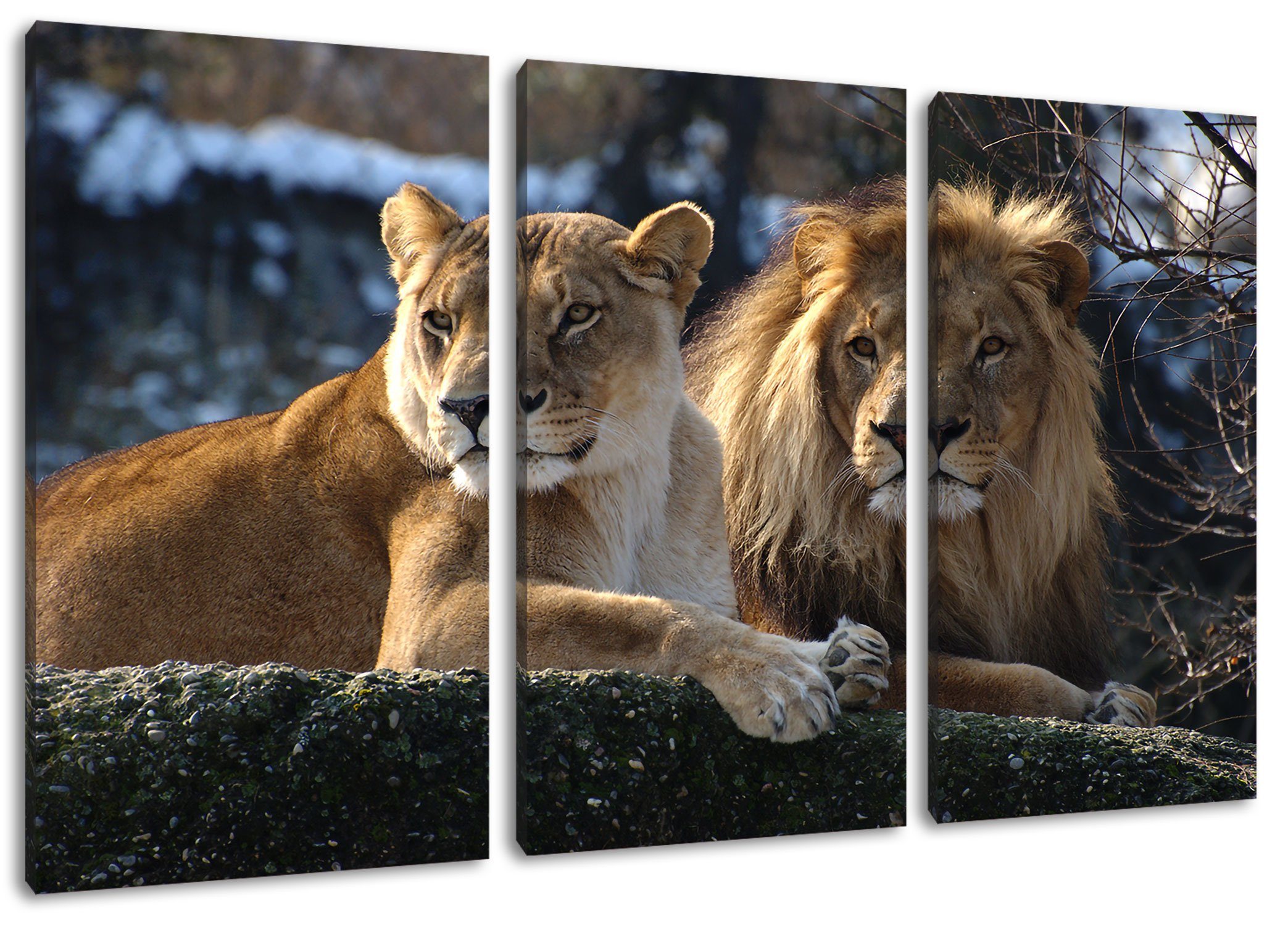 3Teiler Zackenaufhänger interessiertes (120x80cm) Leinwandbild inkl. fertig St), Leinwandbild interessiertes (1 bespannt, Löwenpaar Pixxprint Löwenpaar,