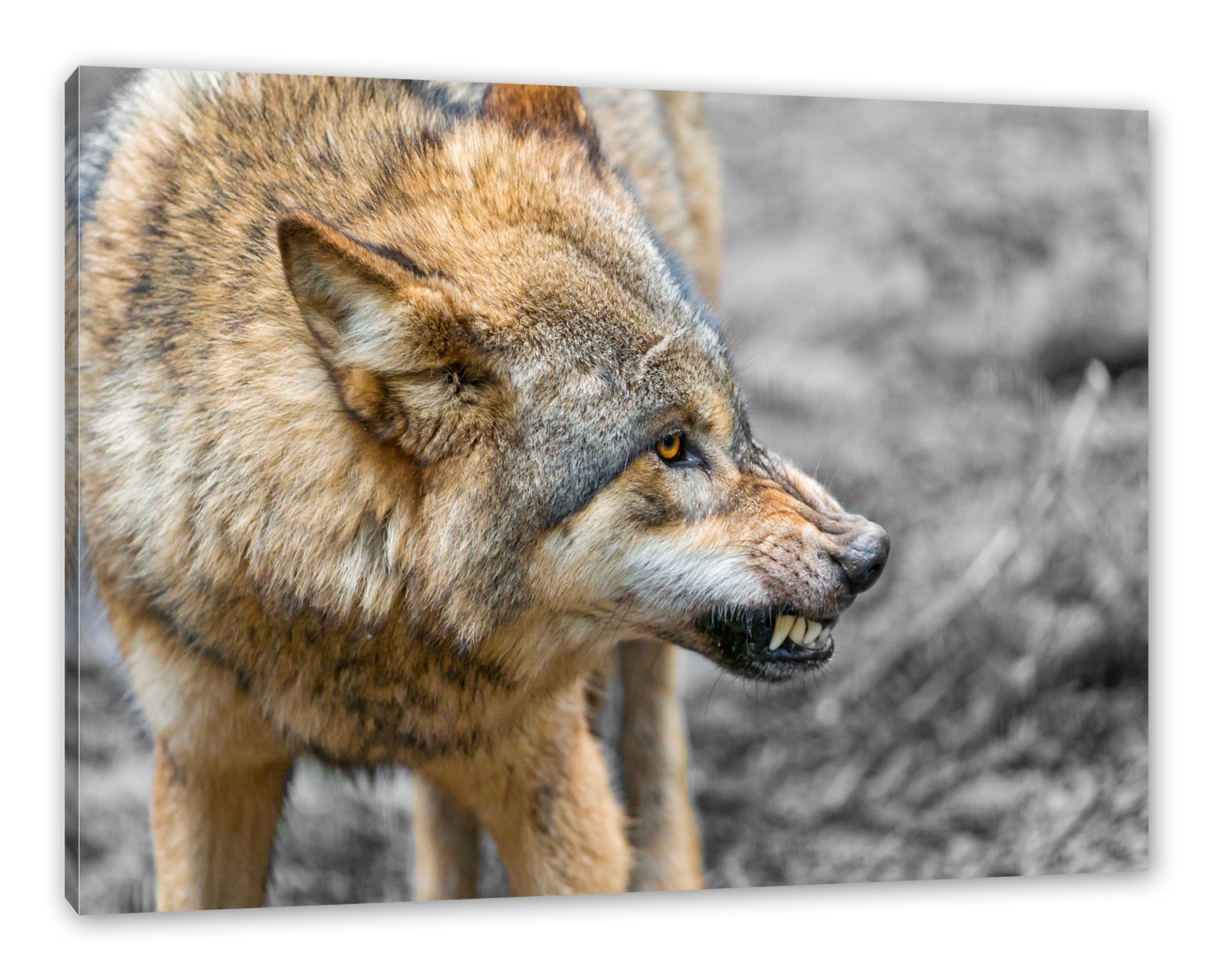 Pixxprint Leinwandbild wütender Wolf, fertig Zackenaufhänger Wolf bespannt, inkl. Leinwandbild (1 St), wütender