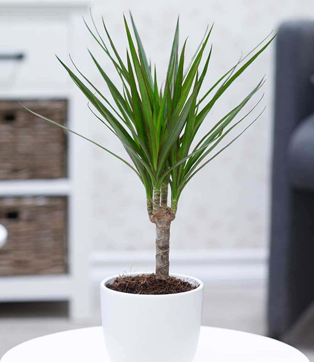BALDUR Garten Zimmerpflanze Dracena 'Marginata' ca. 35-45 cm hoch, 1 St., Dracaena marginatam pflegeleicht