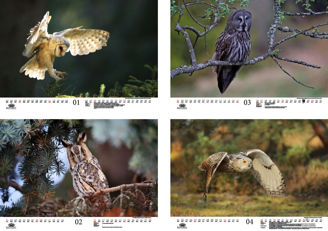 Thumbnail - Seelenzauber Wandkalender Eulenzauber Eulen und Uhus DIN A3 Kalender für 2026 - Seelenzauber