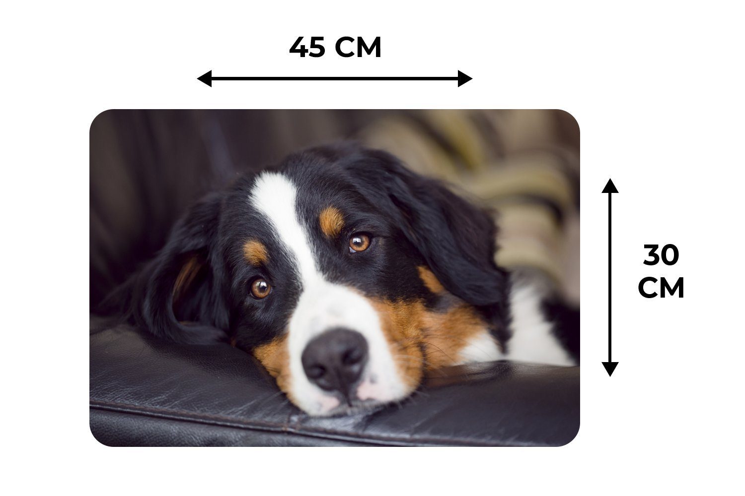 Platzset, Ein Berner Sennenhund liegt dem Platzdecken, auf Schmutzabweisend Sofa, Platzset, MuchoWow, Tischmatten, (6-St), Platzmatte