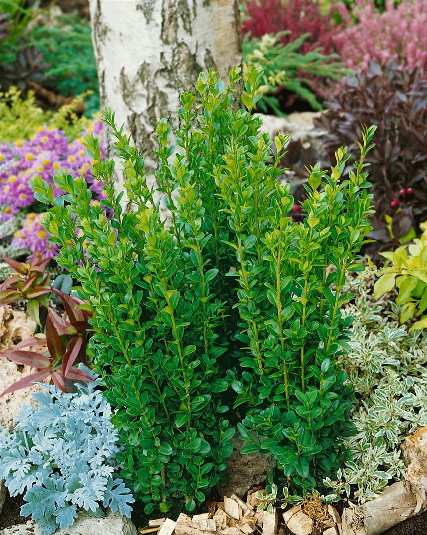 Pflanzen für Dich Gehölze Buxus semp. Graham Blandy, 1 St., Buchsbaum, Gewöhnlicher Buchsbaum