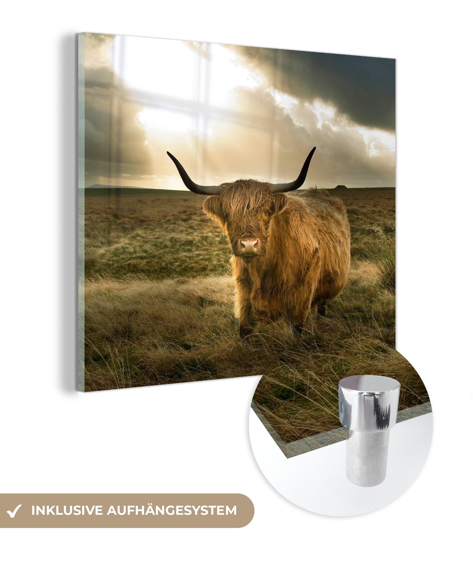 MuchoWow Acrylglasbild Schottischer Küche Glas - Wohnzimmer auf Bild Tiere, - (1 Hochländer & für Dekorative Sonne St)
