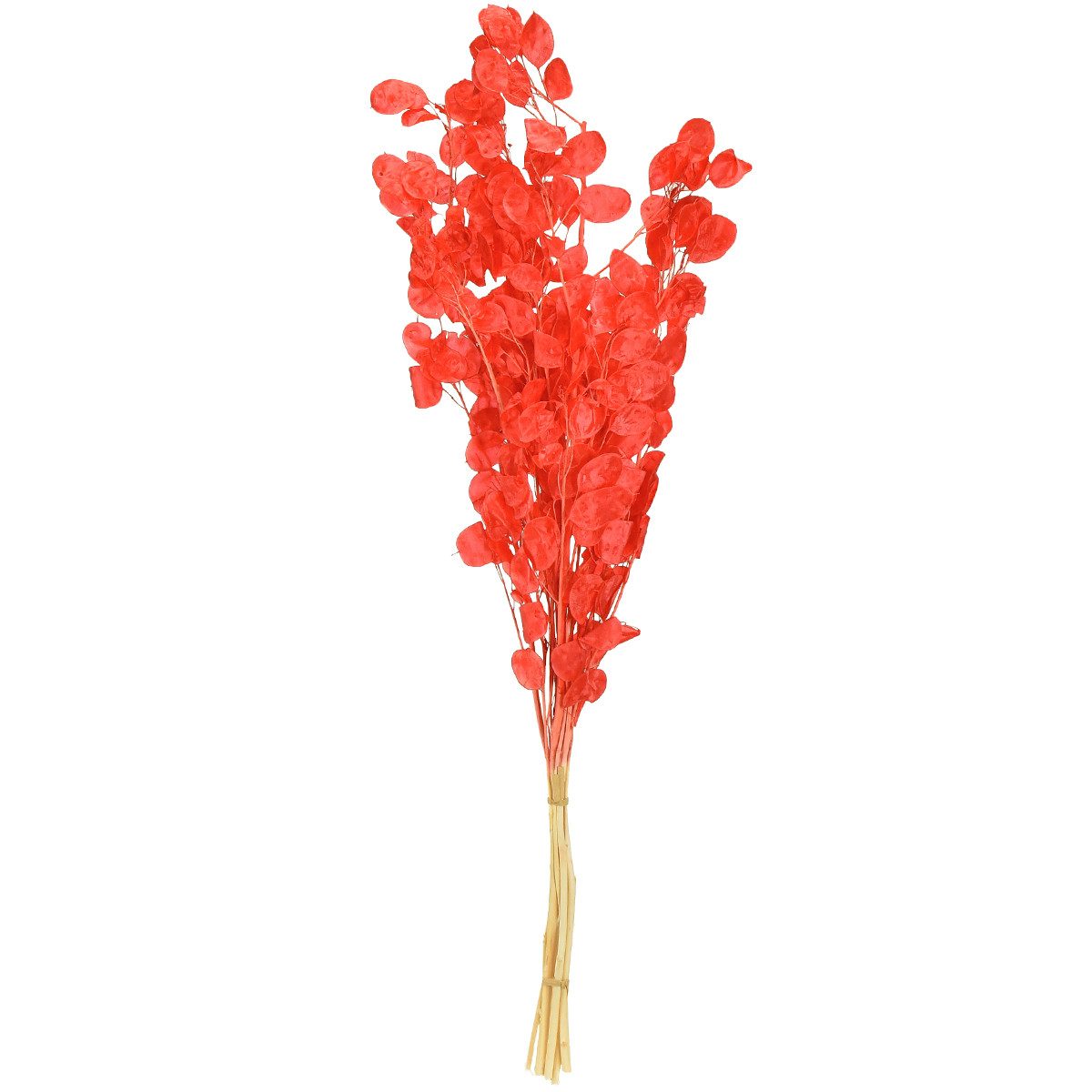 Trockenblume Silberblatt Getrocknet Rot Lunaria 65-70cm Trockenblumen Deko, Florists Products, Höhe 70 cm