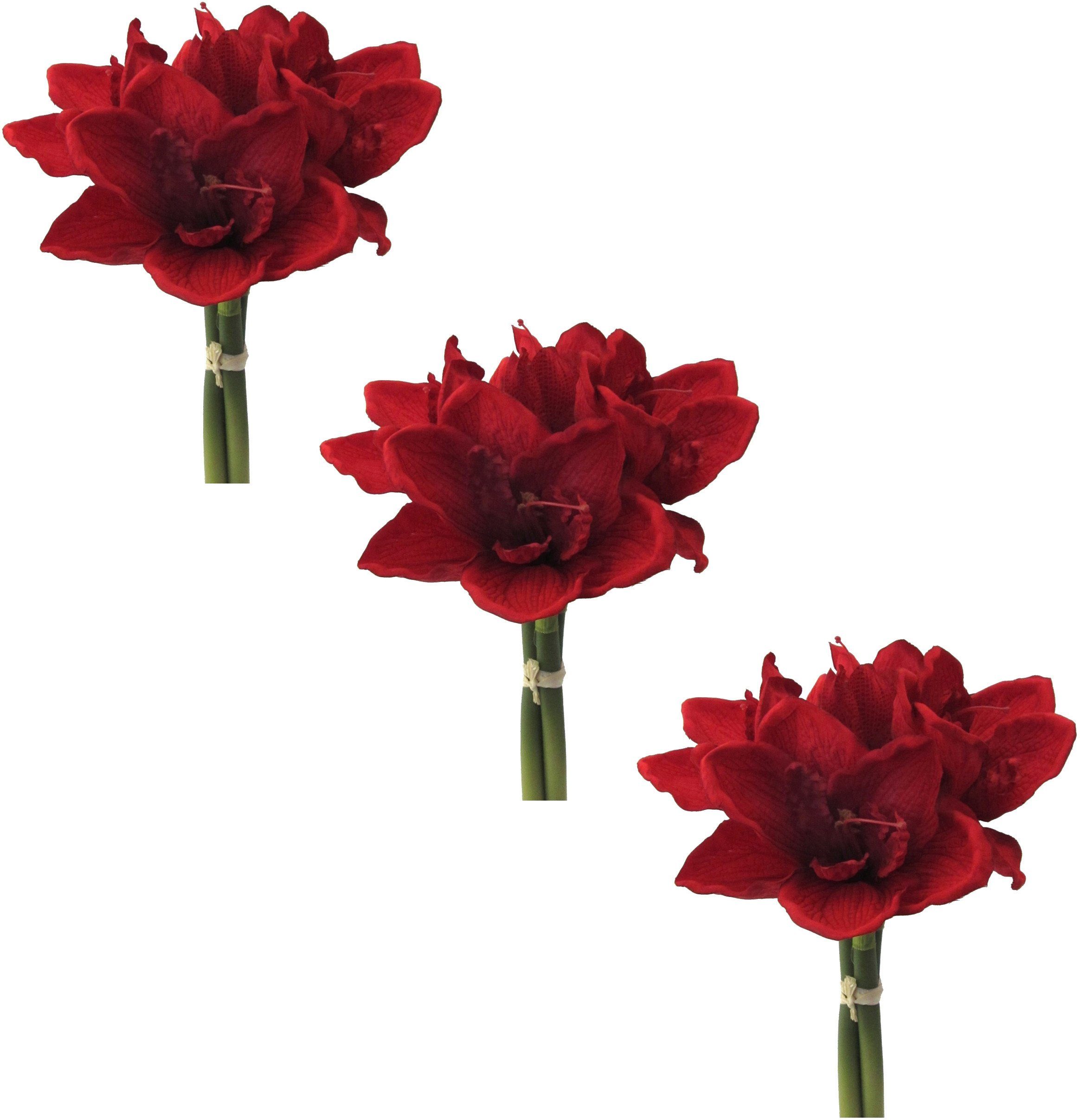 Winterliche Kunstpflanze Weihnachtsdeko Amaryllis, Creativ green, günstig online kaufen